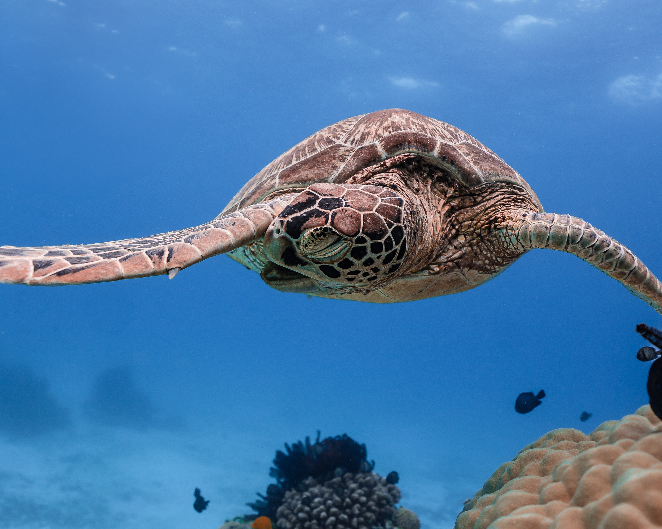 Черепахи. Подводный фотограф на Филиппинах Синицина Дарья