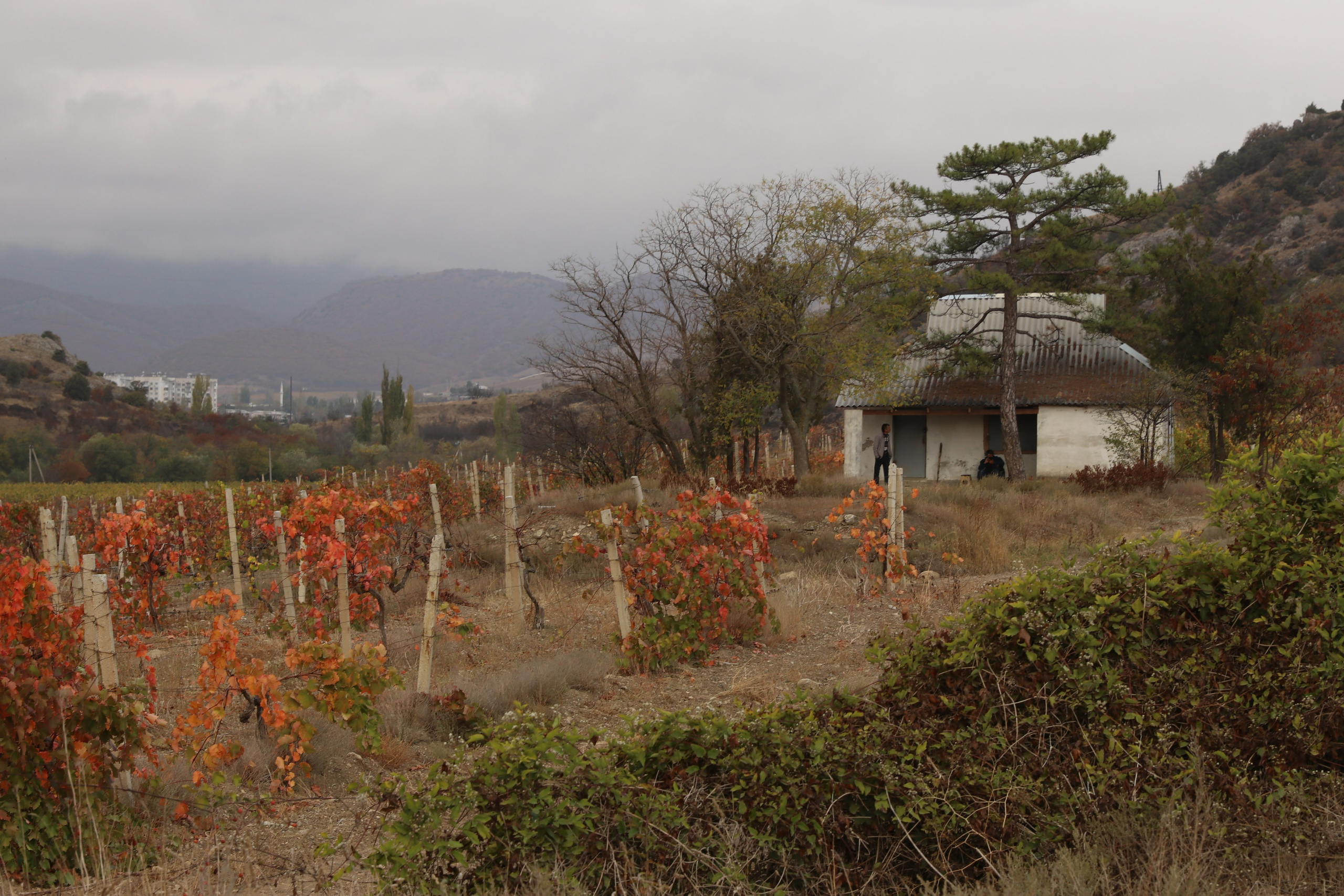 Крым. ЮБК (Гурзуф, Судак и их окрестности). Ноябрь 2023. Путешественник-фотограф из Санкт-Петербурга Татьяна Свистулина