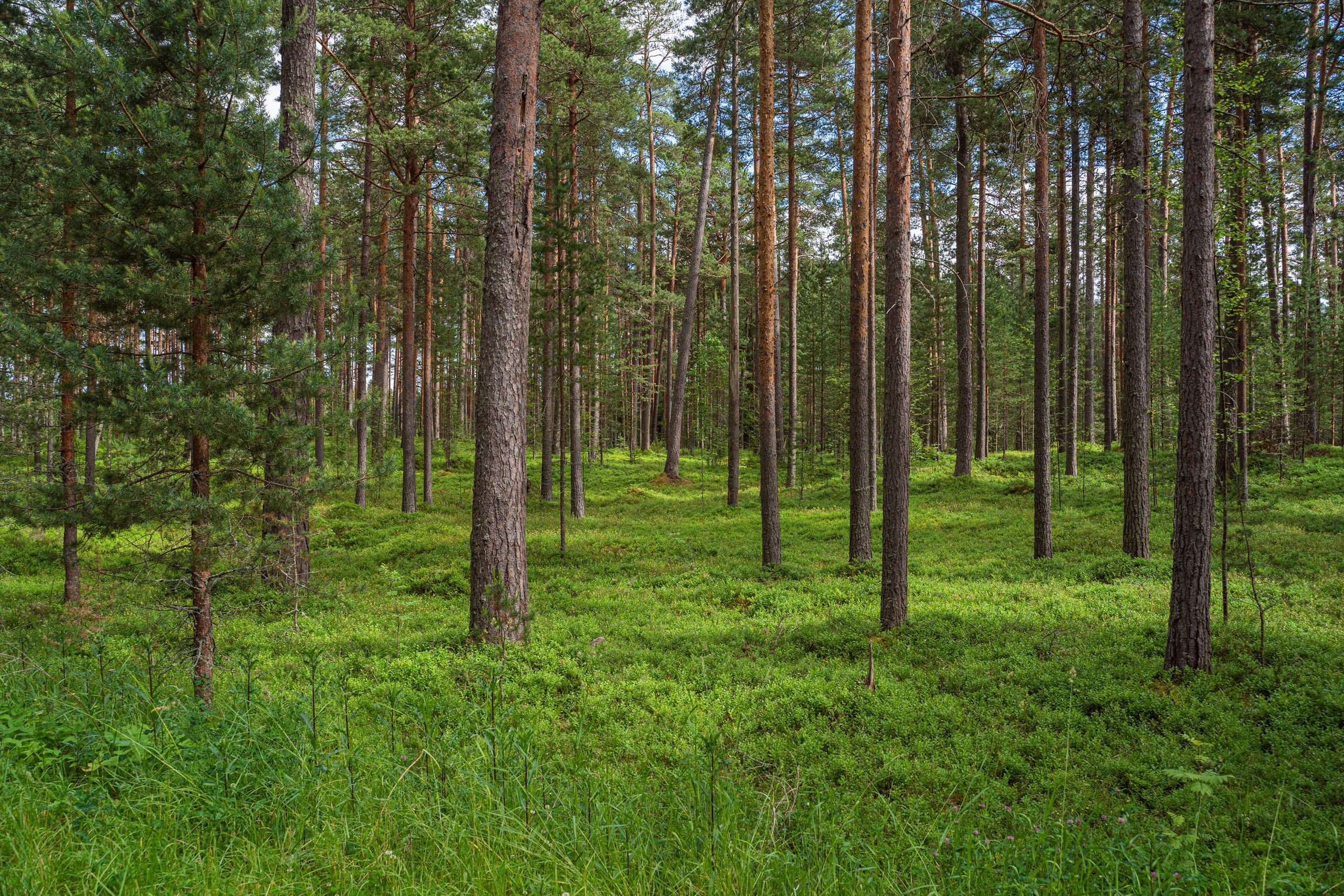 Гидровыезд в Коневский мужской монастырь. Свадебный, семейный, портретный, репортажный фотограф в Санкт-Петербурге