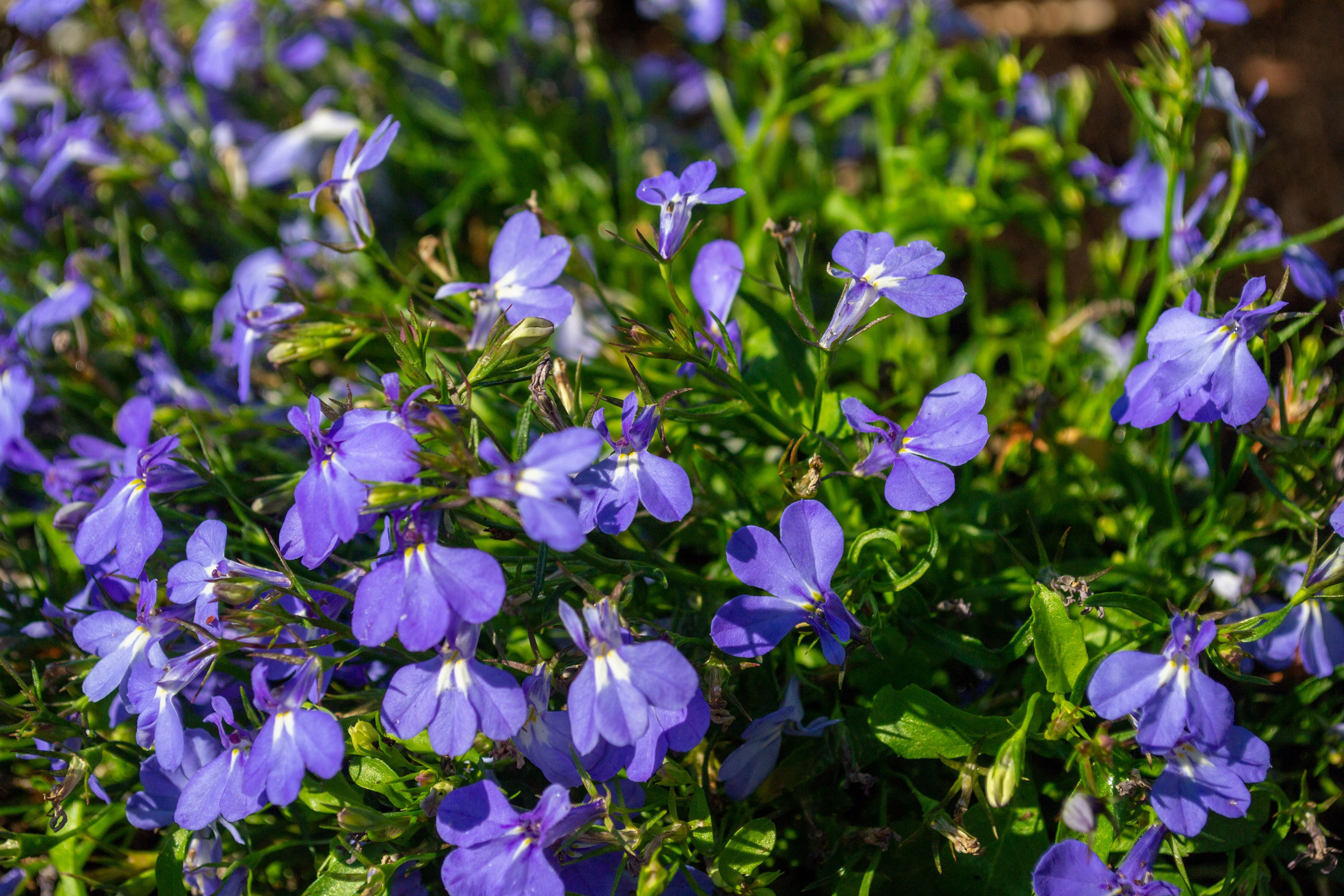 Тульская областная онкологическая больница (лето-цветы, NIKON D3100 35 мм F1,8)). Фотограф в Туле Крупский АнДРей. Фотостудия «КАДР71» в Туле