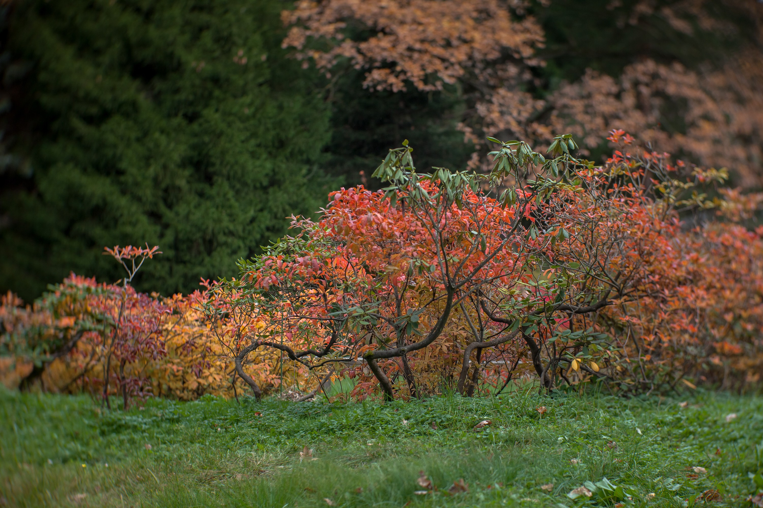 Ботанический сад имени Н. В. Цицина. Фотограф Виталий Туманов. Туманов Виталий — фотограф Москва