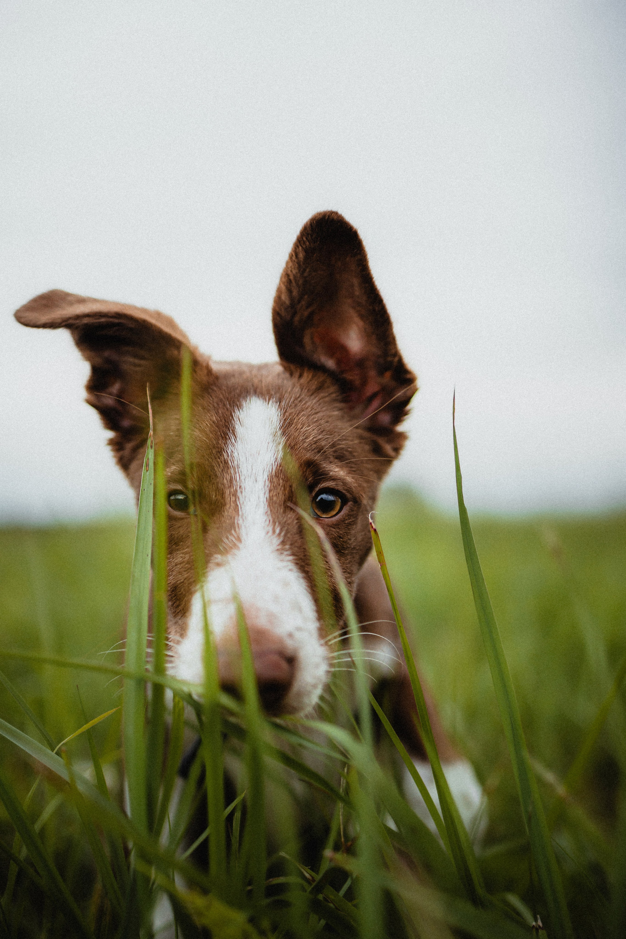 Выездной дог-тренинг от школы «Шерсть имею»