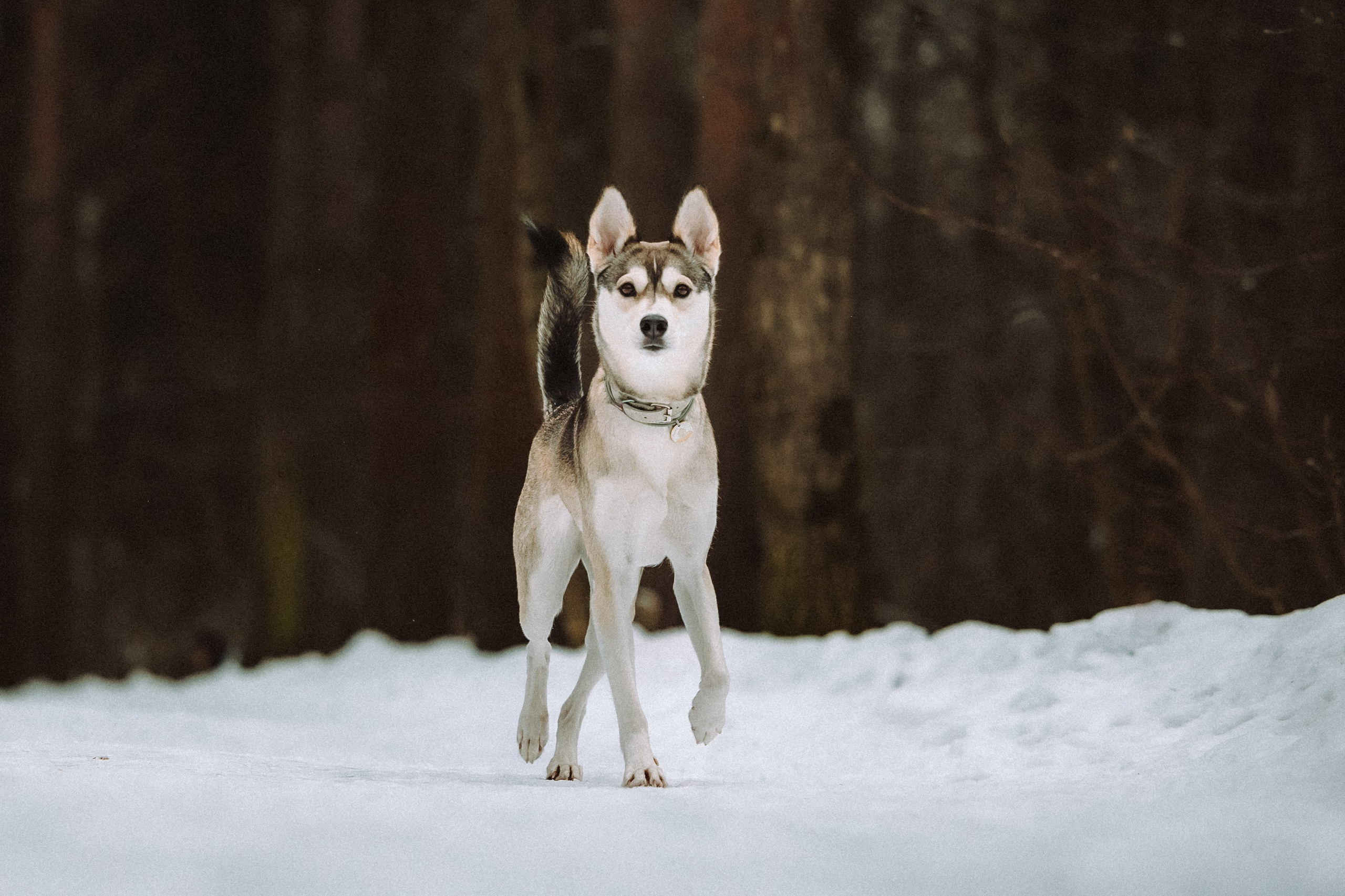 Аня и Рокси