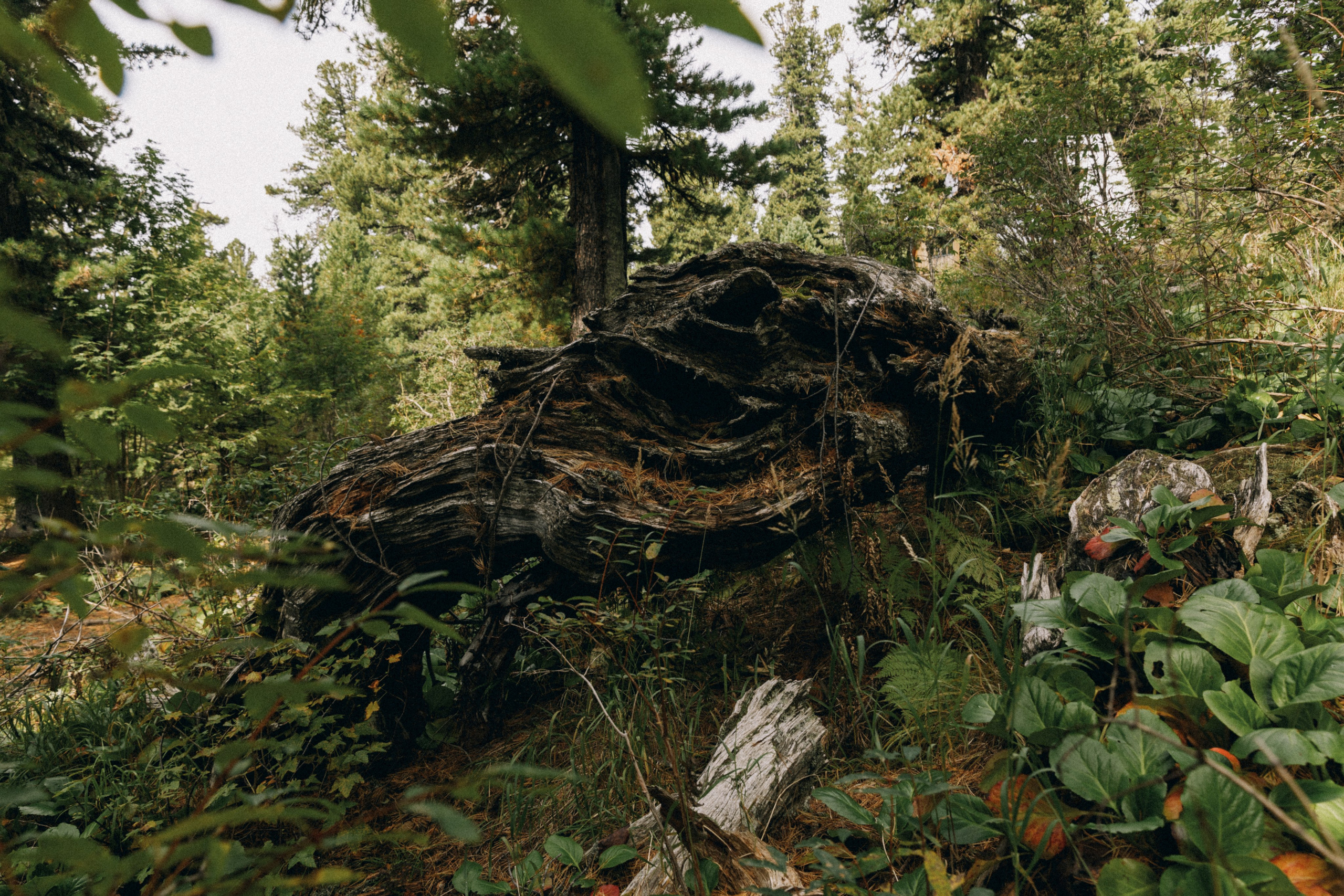 Алтай, природа и эстетика. Александр Чернин. Семейный и событийный фотограф