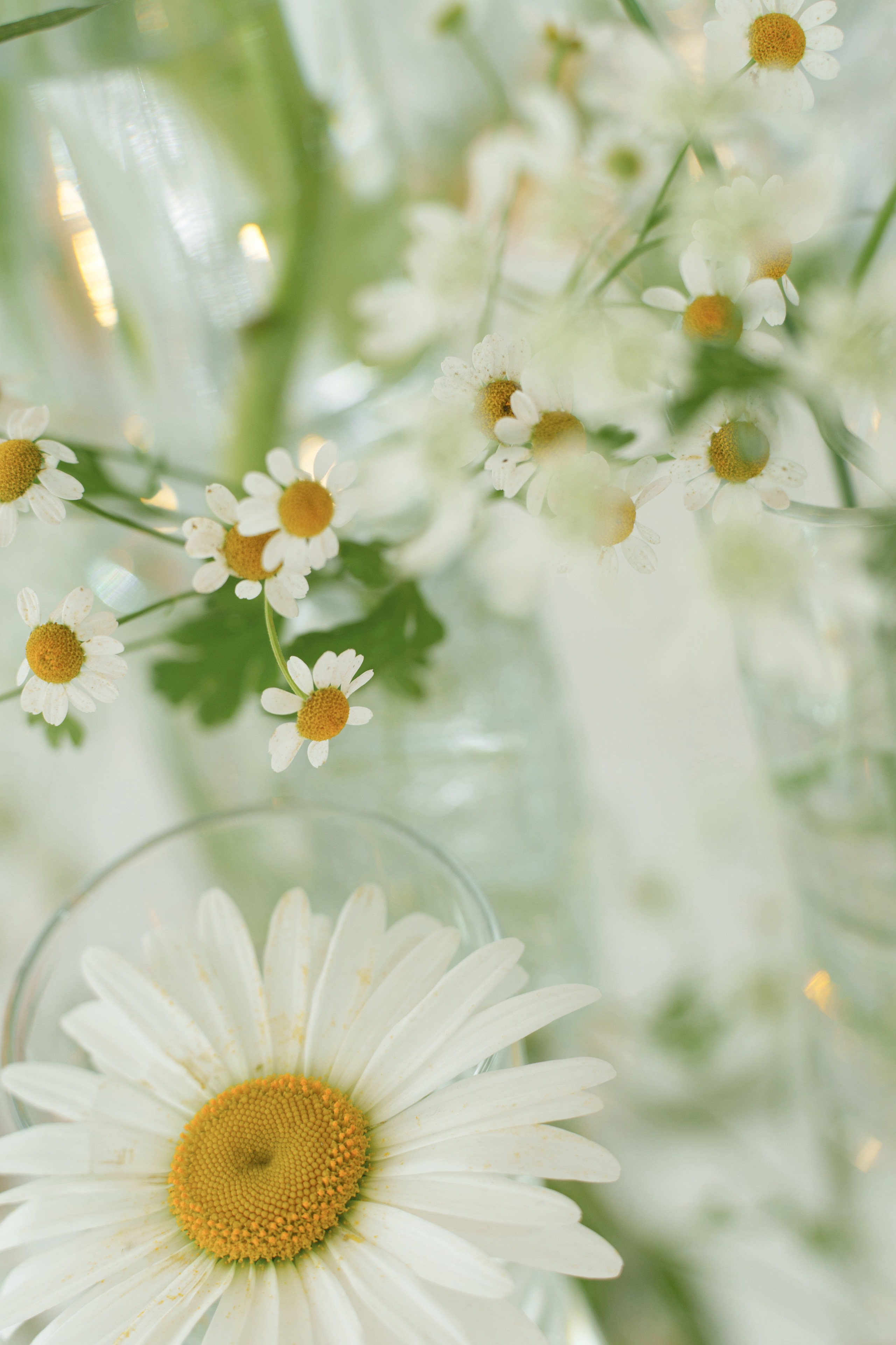 Свадебный вестник. Свадебный фотограф в Ростовe-на-Дону Анастасия Прутова