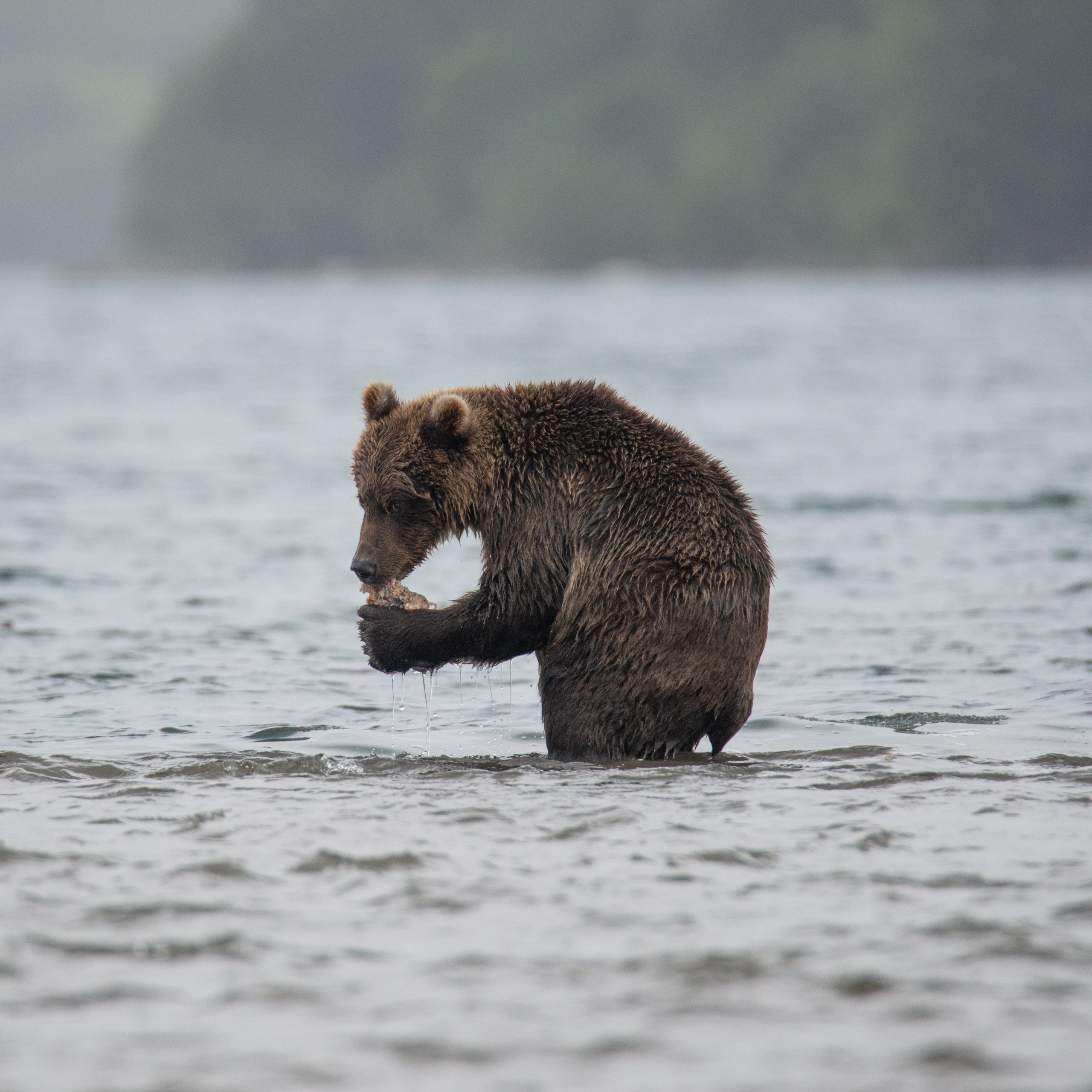 Камчатка — земля медведей. Игорь Иванко — Репортажный и событийный фотограф. Москва