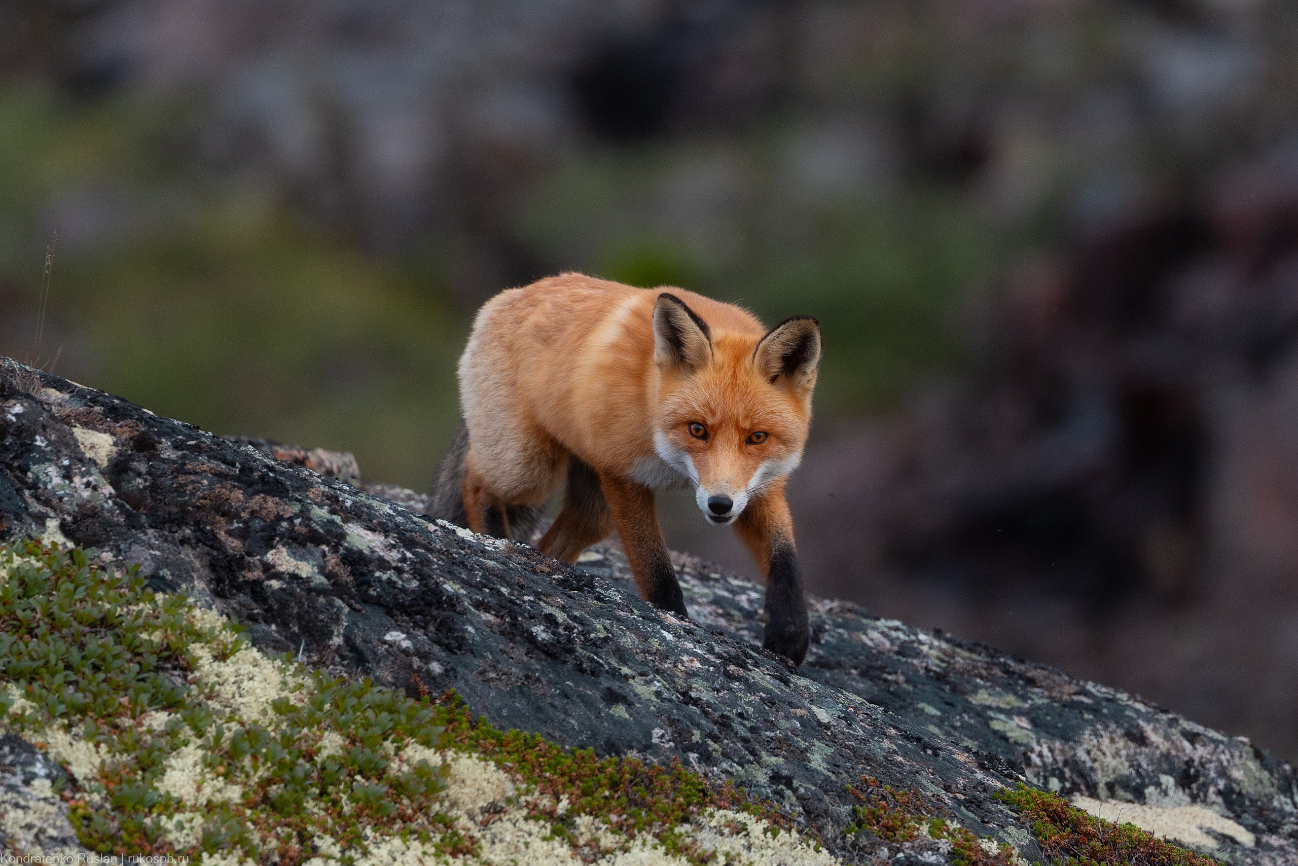 Лиса. Архитектурный и пейзажный фотограф Кондратенко Руслан, Санкт-Петербург