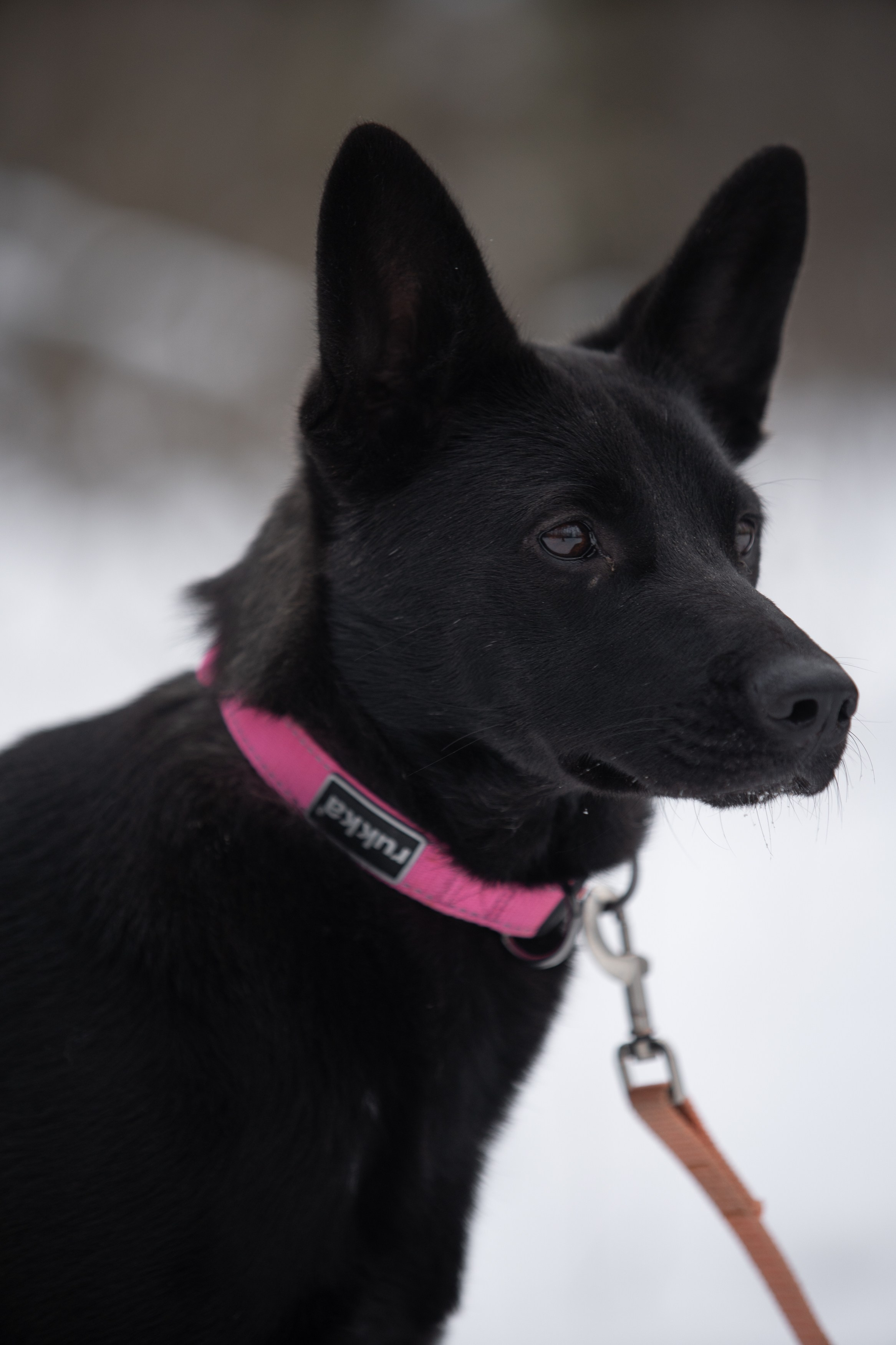 Анималистика. Фотограф в Москве — Георгий Чернышов
