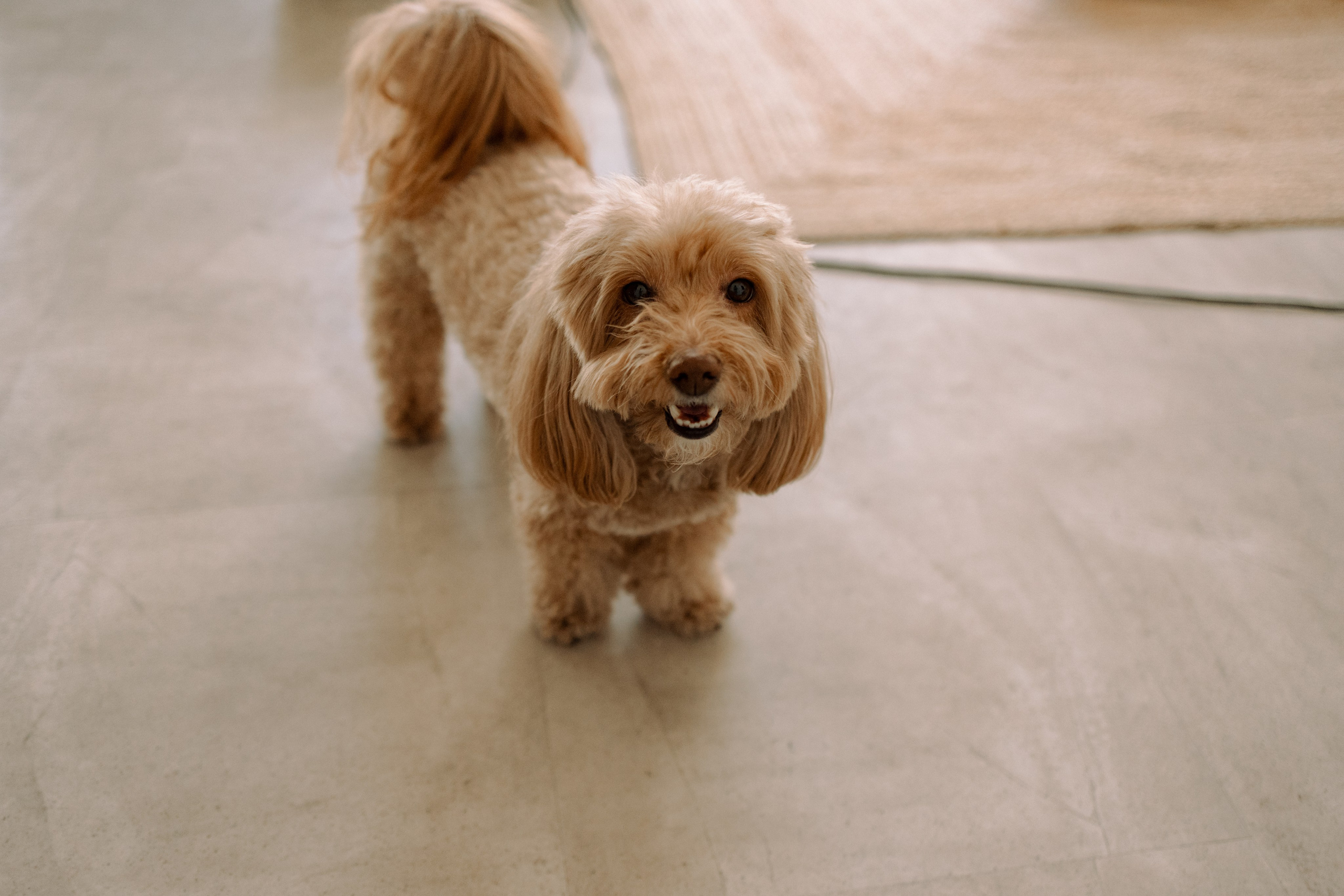 Шкипер и его семья. Фотограф — Анималист | Санкт-Петербург