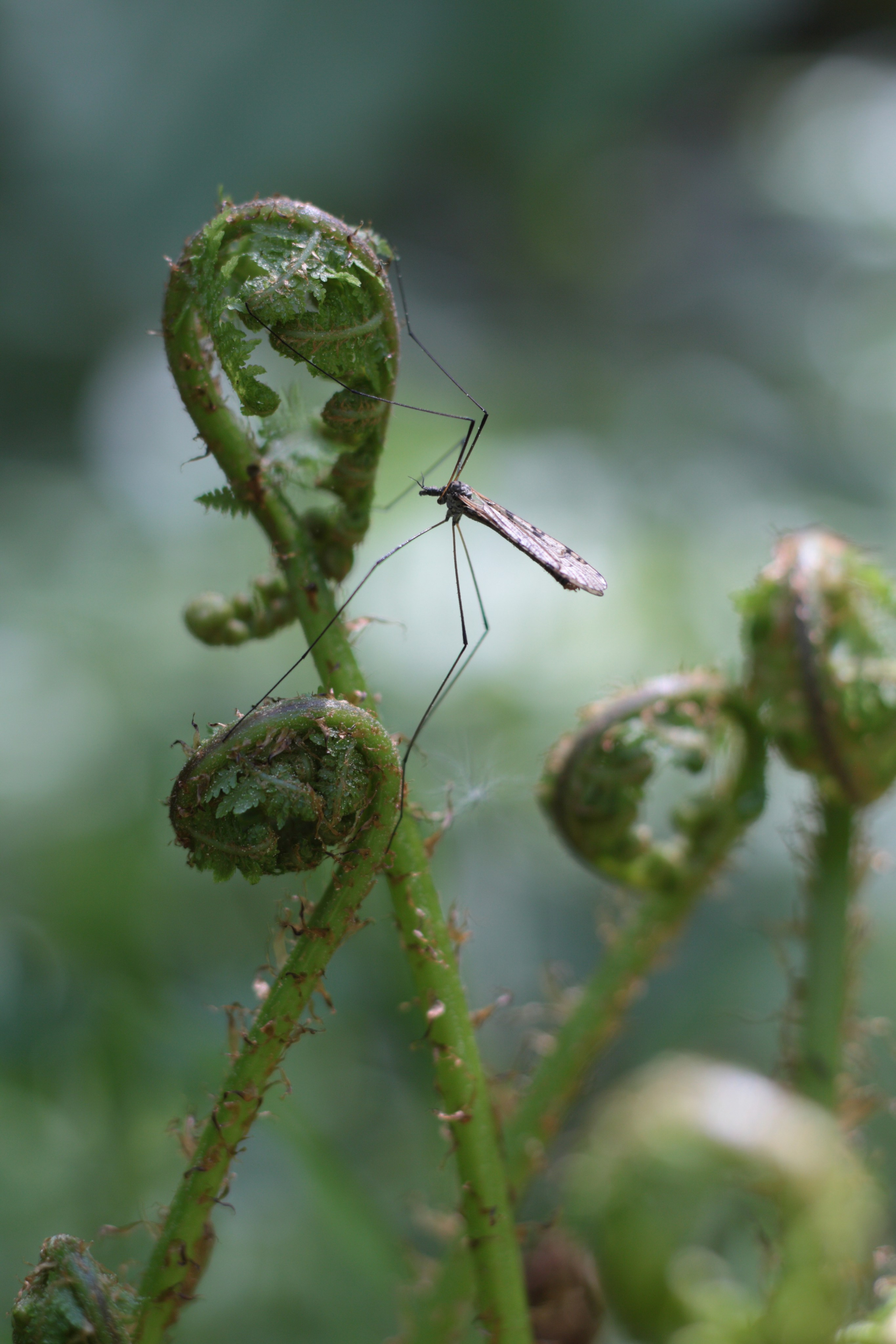 Старое природное, отбирала Katamount (Катерина Горохова). Главная