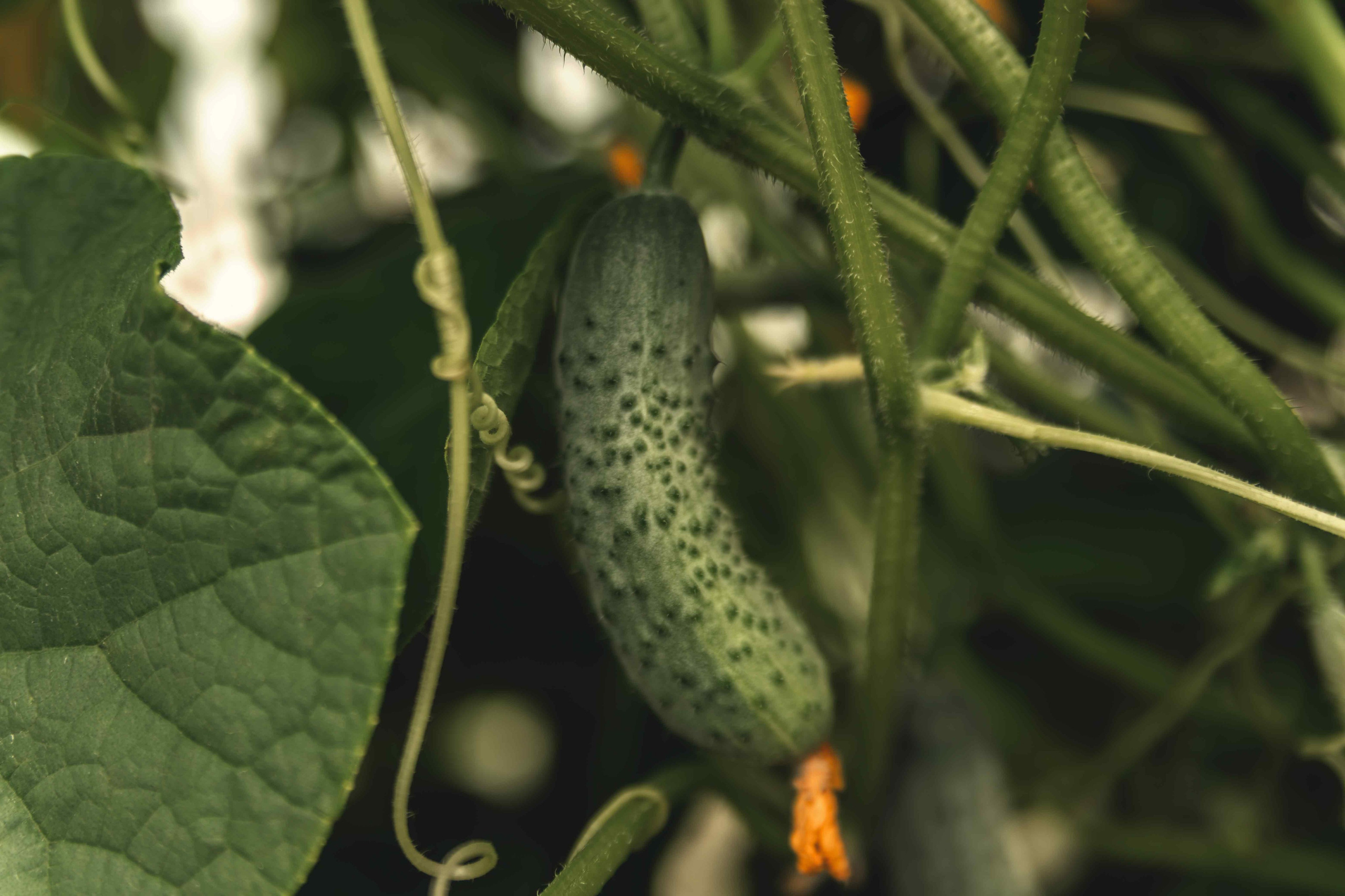 Детская фотосессия. Семейный, свадебный и детский фотограф в Новосибирске Ольга Хидченко