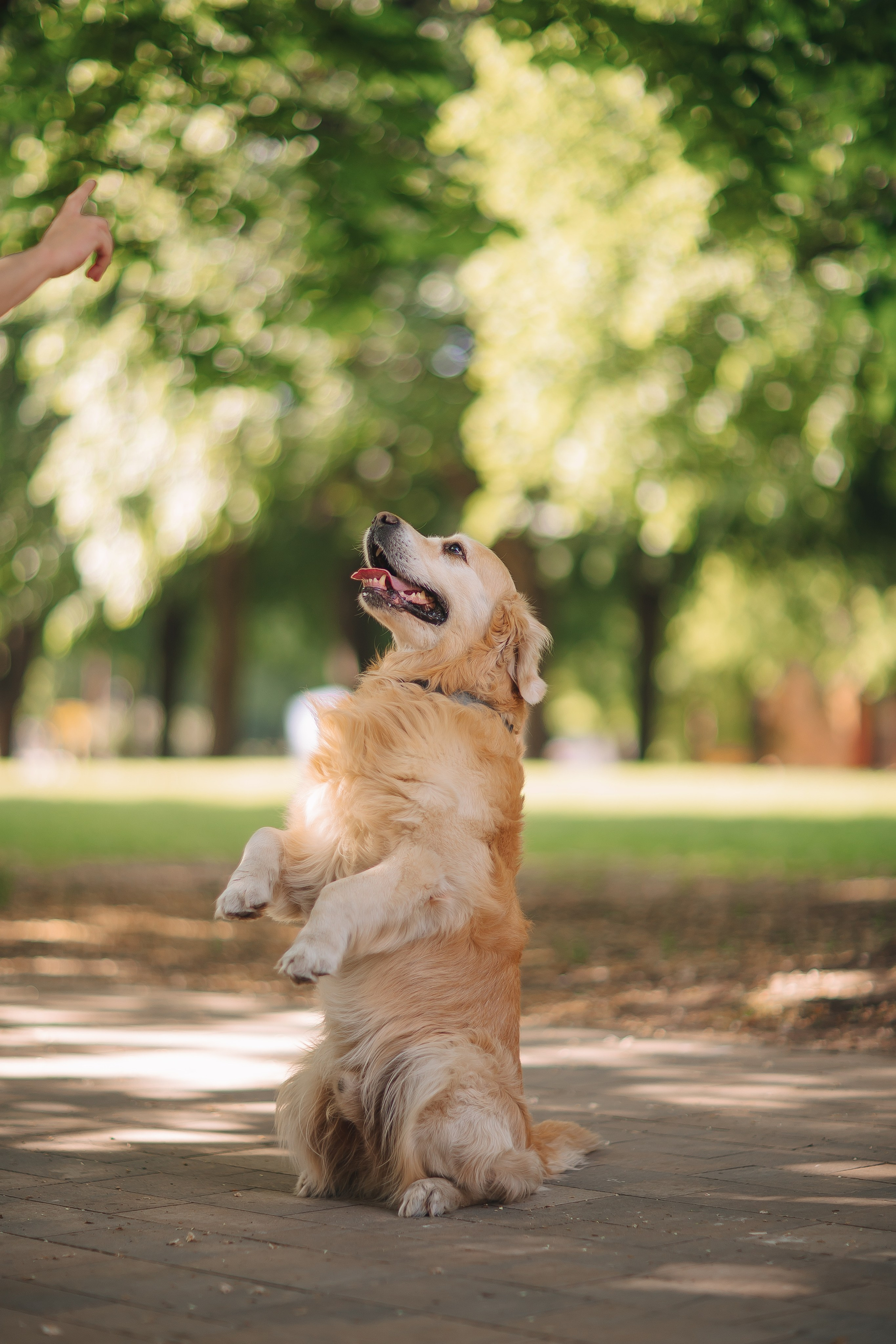 Золотистый ретривер Кант, Калининград. Свадебный и женский фотограф