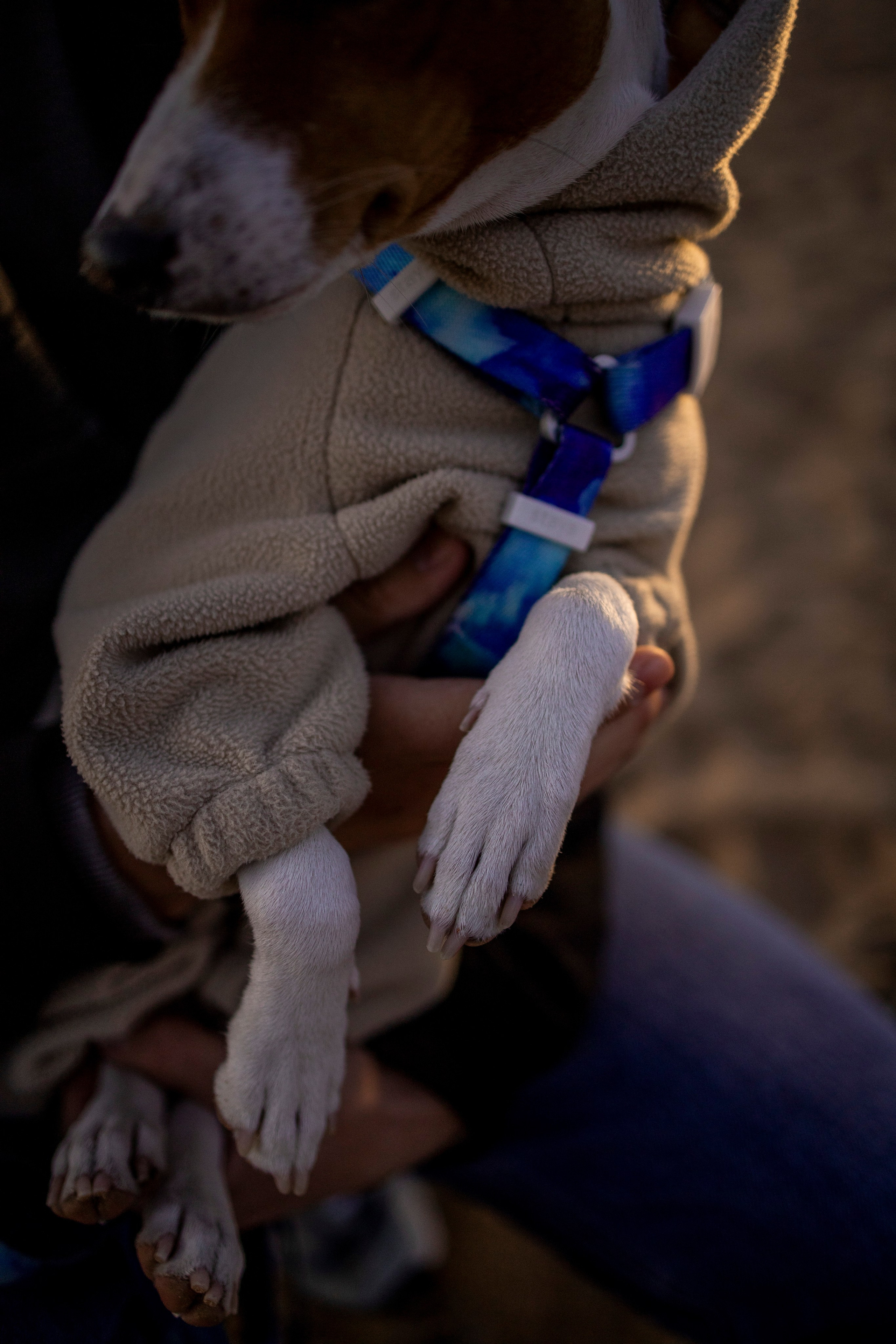 Лео и Саша. Фотограф-анималист в Санкт-Петеребурге Титова Алиса