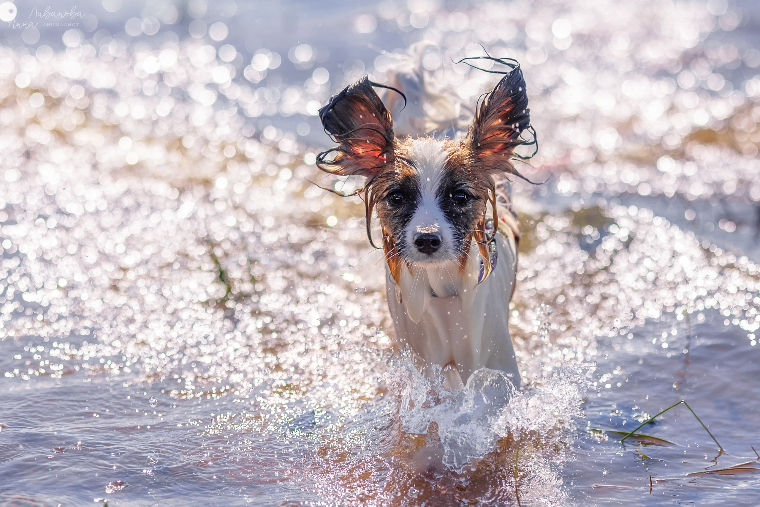 Хьюстон. Фотограф анималист Аня Ливанова | Рыбинск