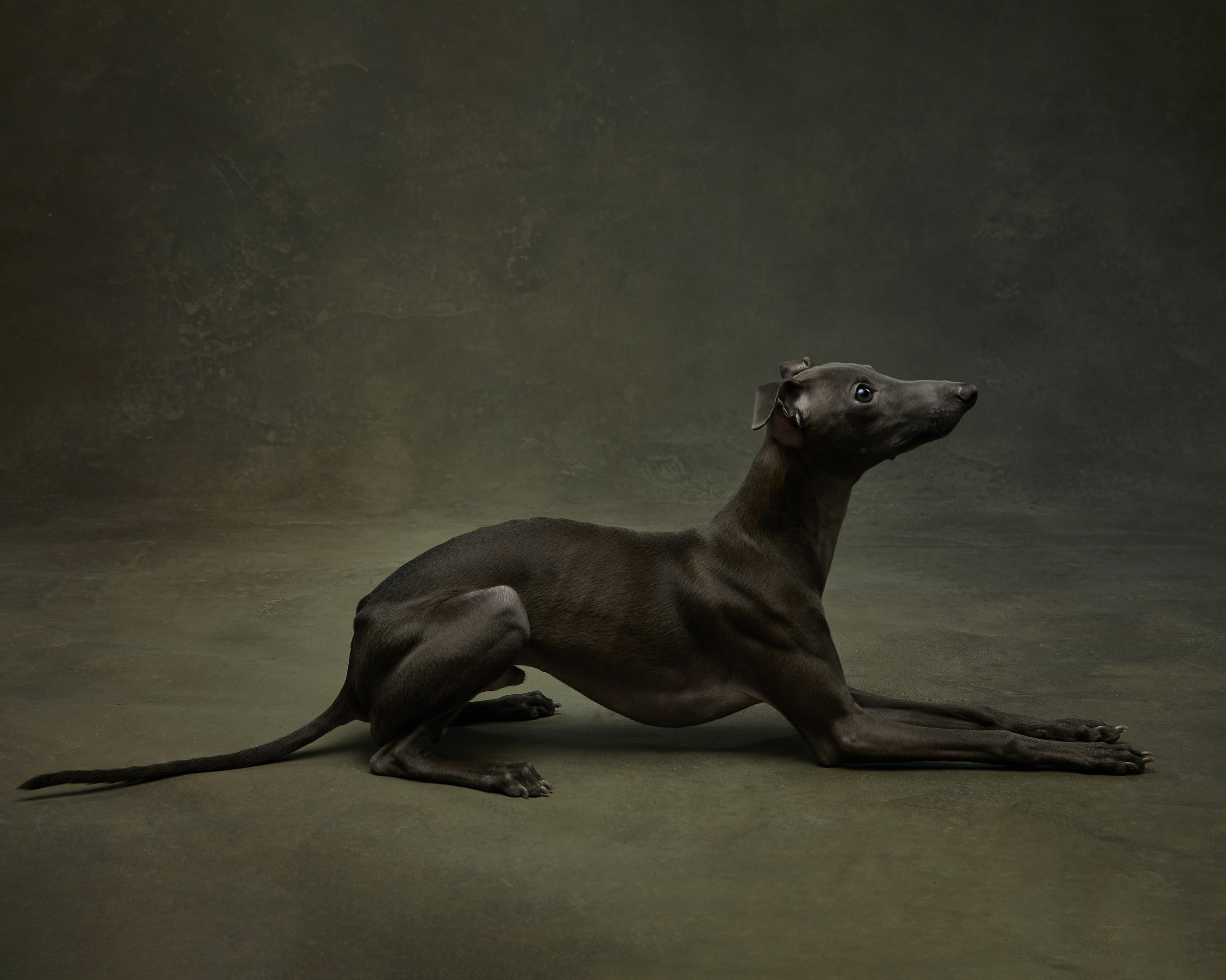 Pets Photography / Фотограф Собак