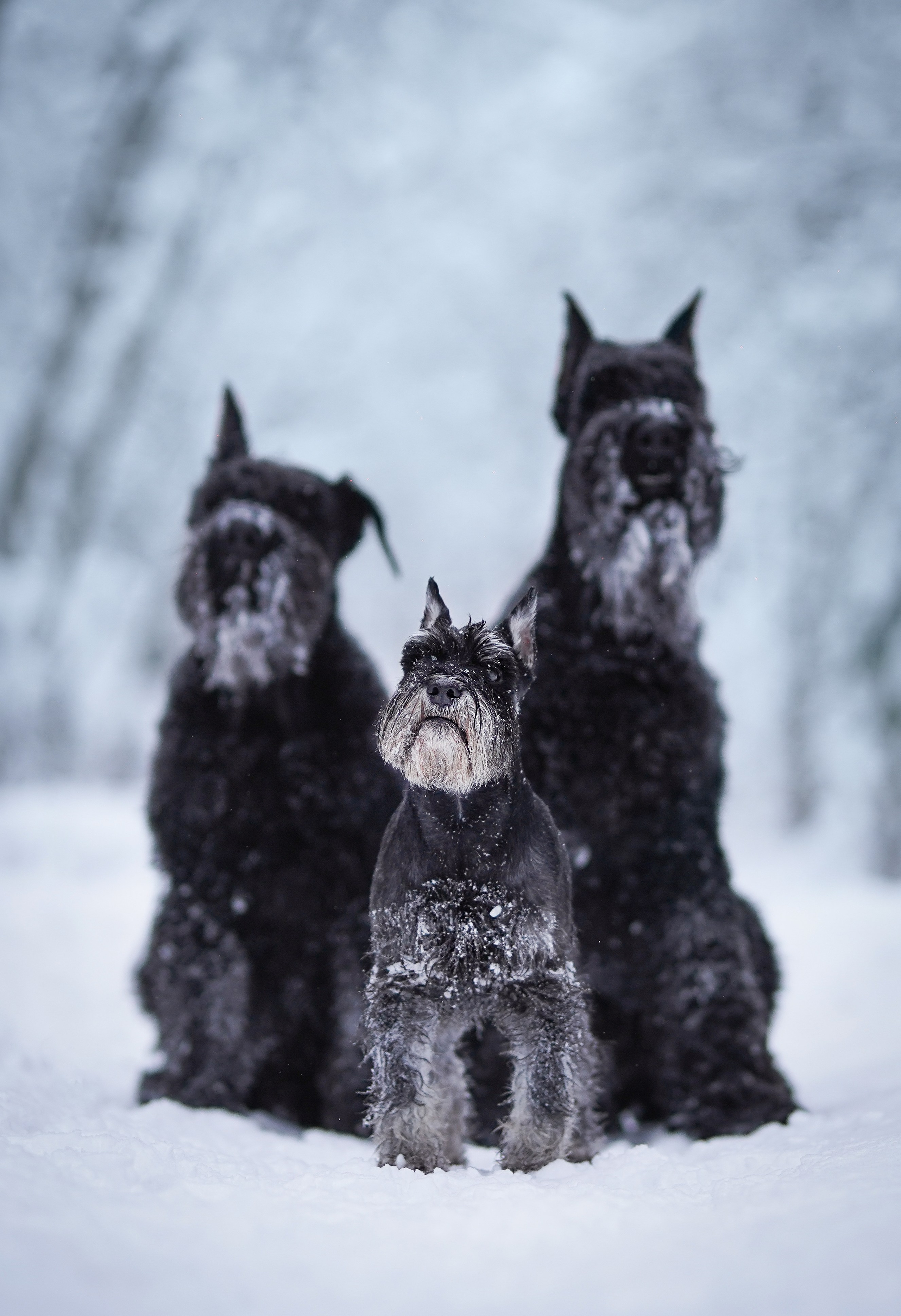Оля Миша и шнауцеры. Фотограф-анималист в Санкт-Петербурге Яна Мартынова