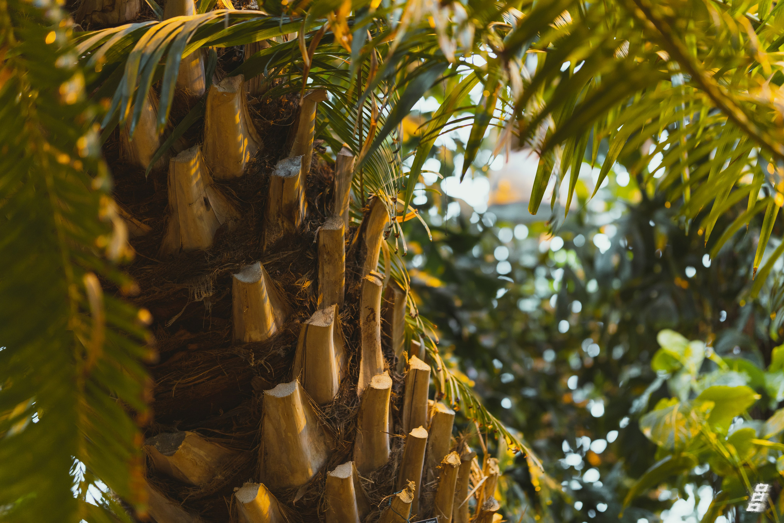 Green series. Саватейкин Ярослав | Портретный фотограф в Москве