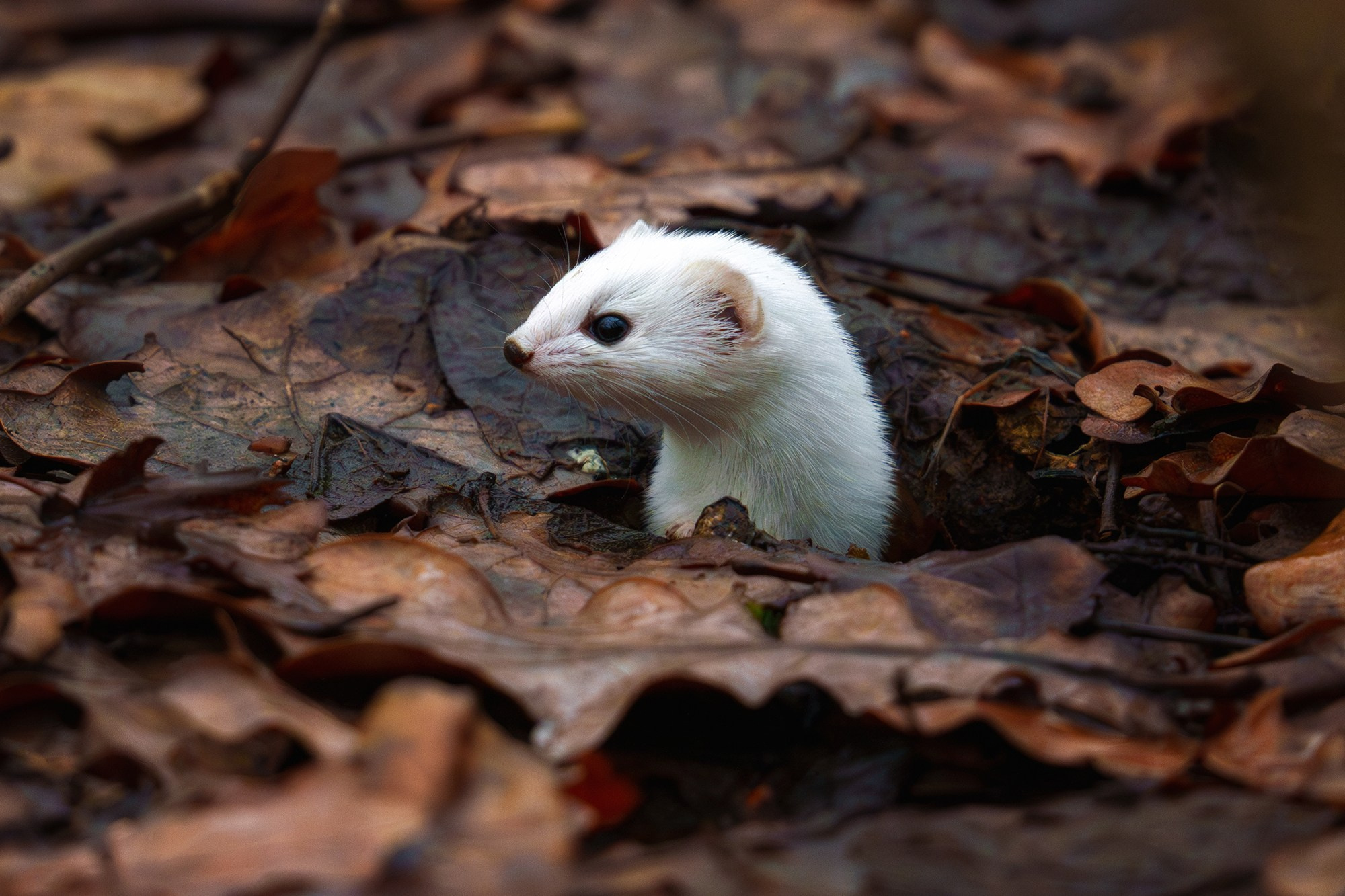 Животные. Ваш личный фотограф Марина Волкова