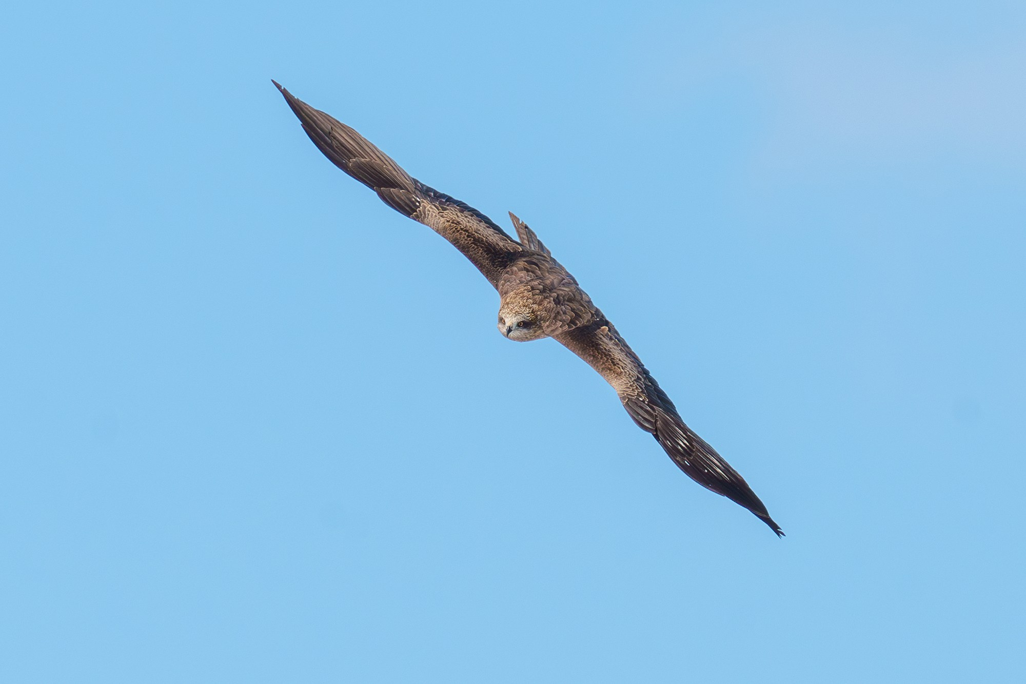Удивительные мир птиц. Вокруг нас столько прекрасного — присмотритесь!. Ваш личный фотограф Марина Волкова