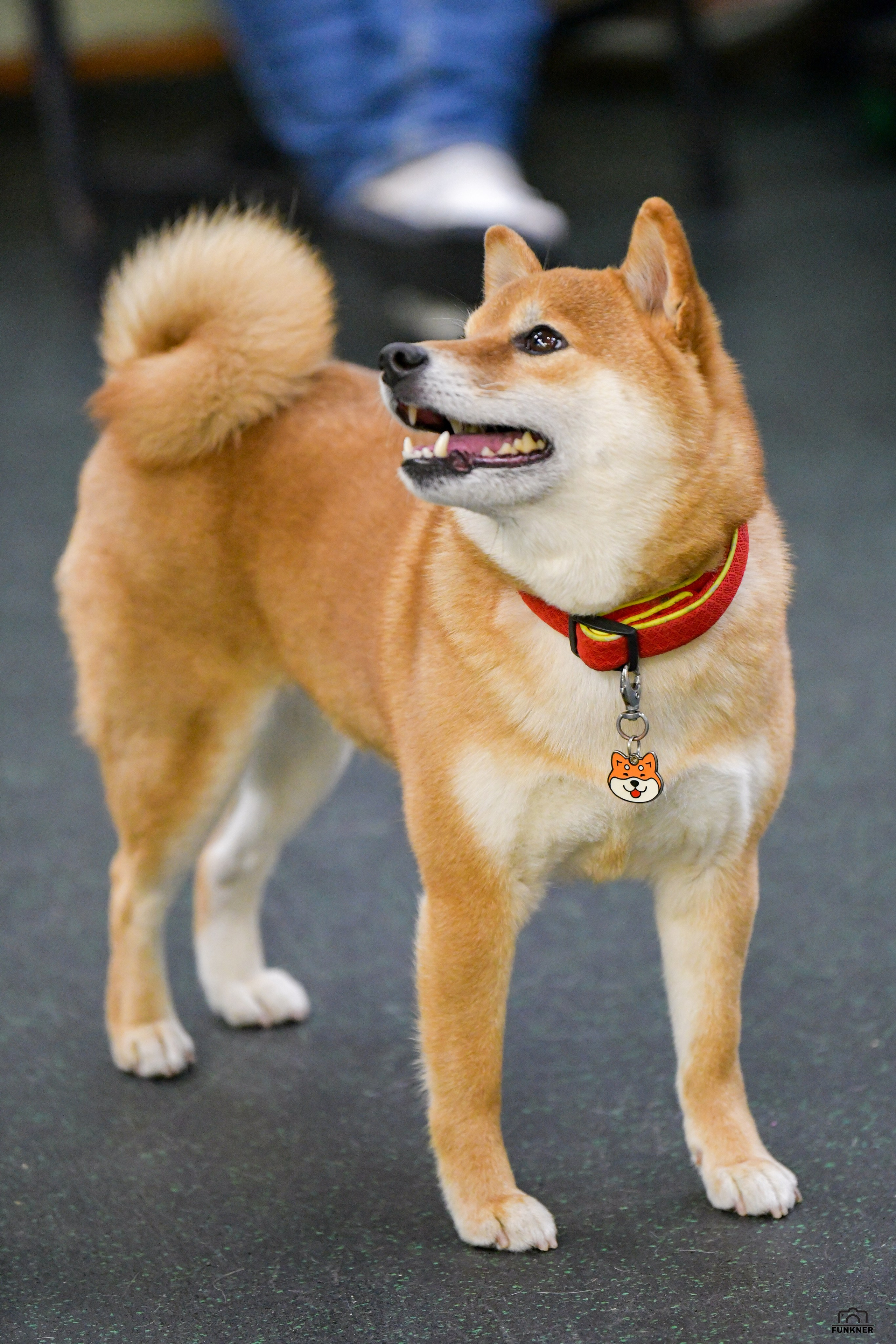 Кинологический клуб «Бодрый хвост». Свой взгляд через объектив