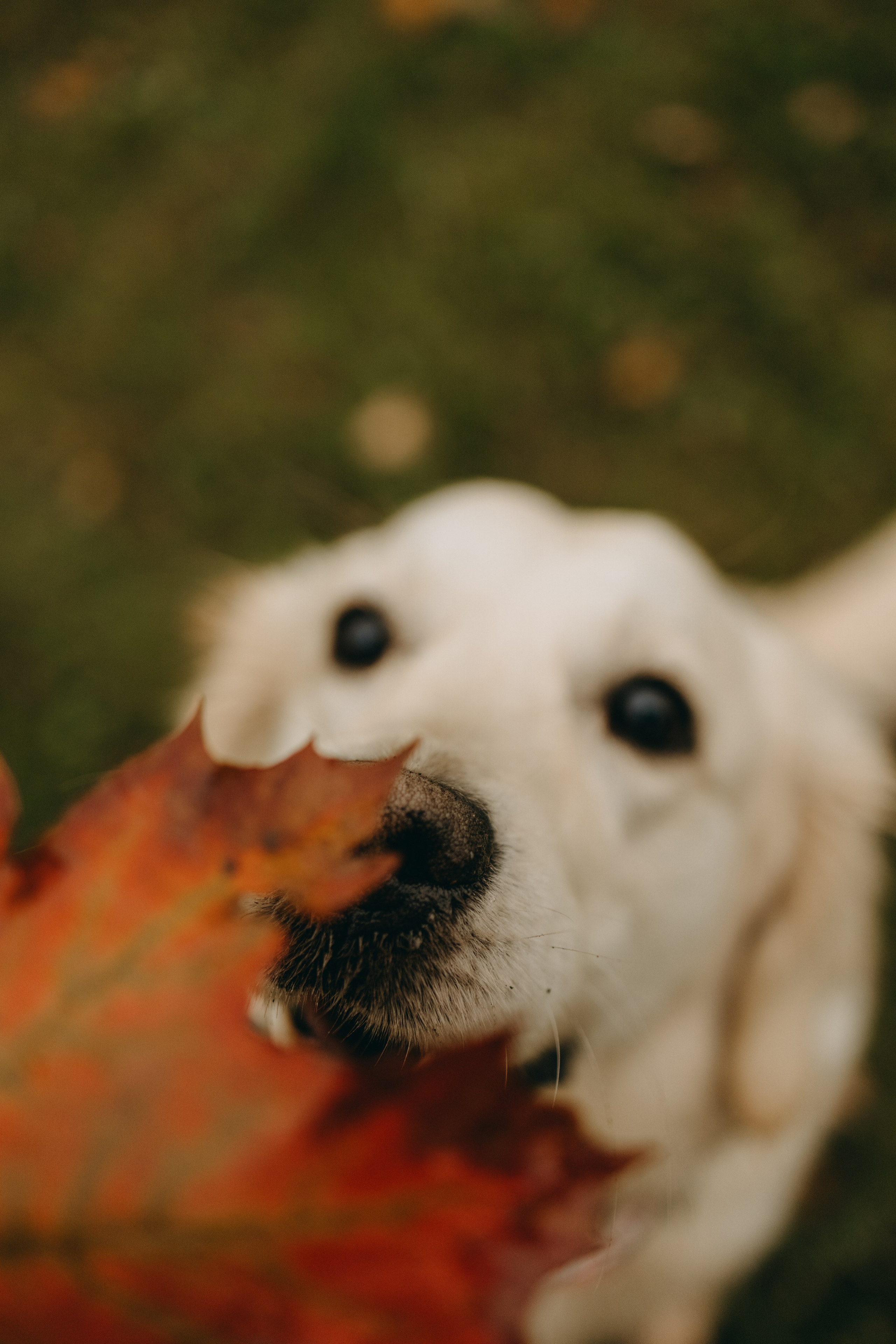 Женя и ее девочки. Фотограф — Анималист | Санкт-Петербург