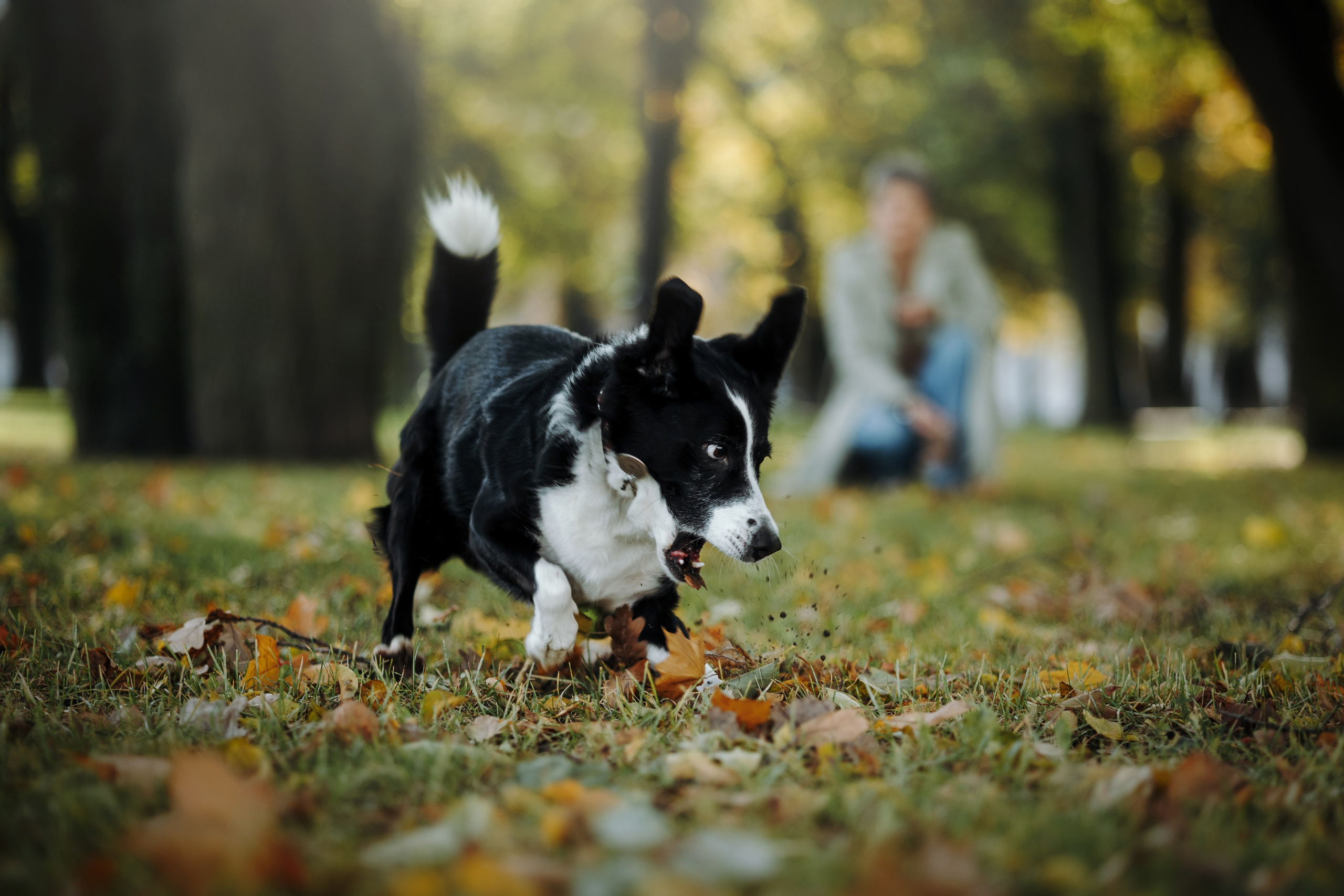 Мишель и ее семья. Фотограф — Анималист | Санкт-Петербург