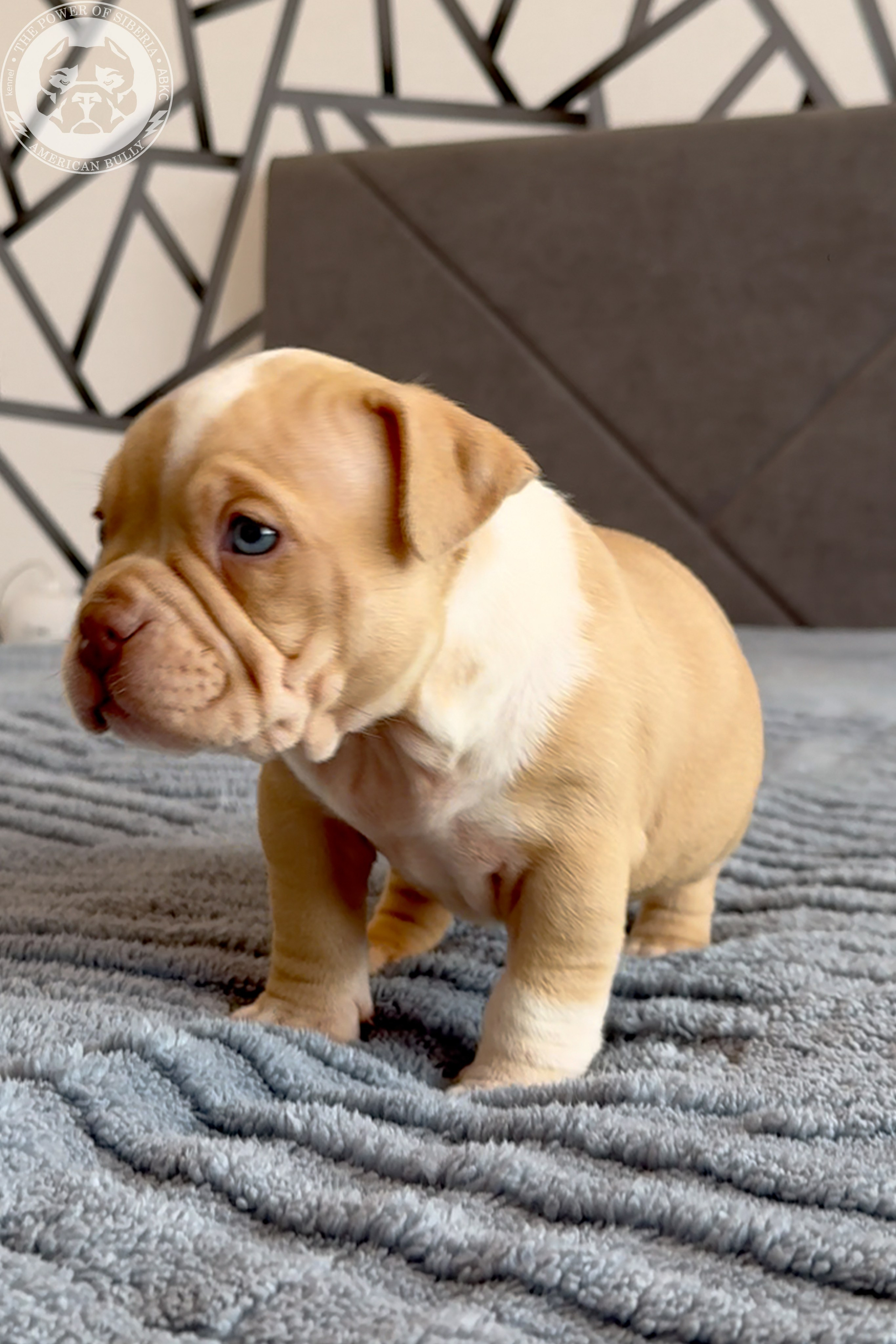 Свободные щенки Американский Булли, в типах покет, классик, стандарт. Американский Булли в г. Ростов-на-Дону. Питомник THE POWER OF SIBERIA