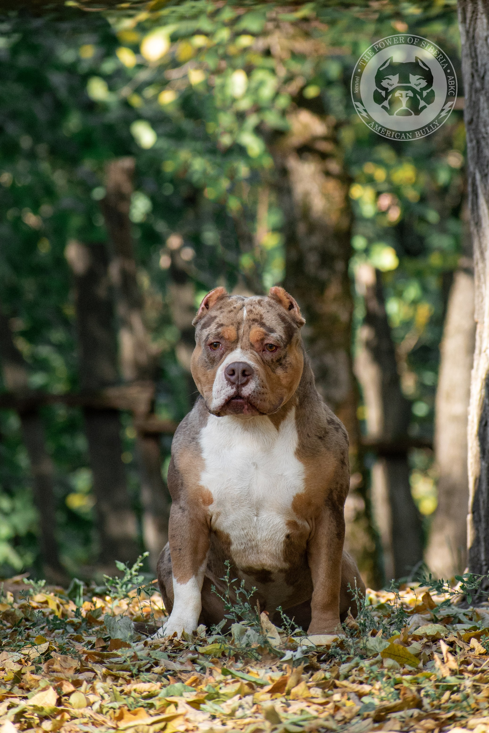 продажа щенков Амбулли в Новокузнецке