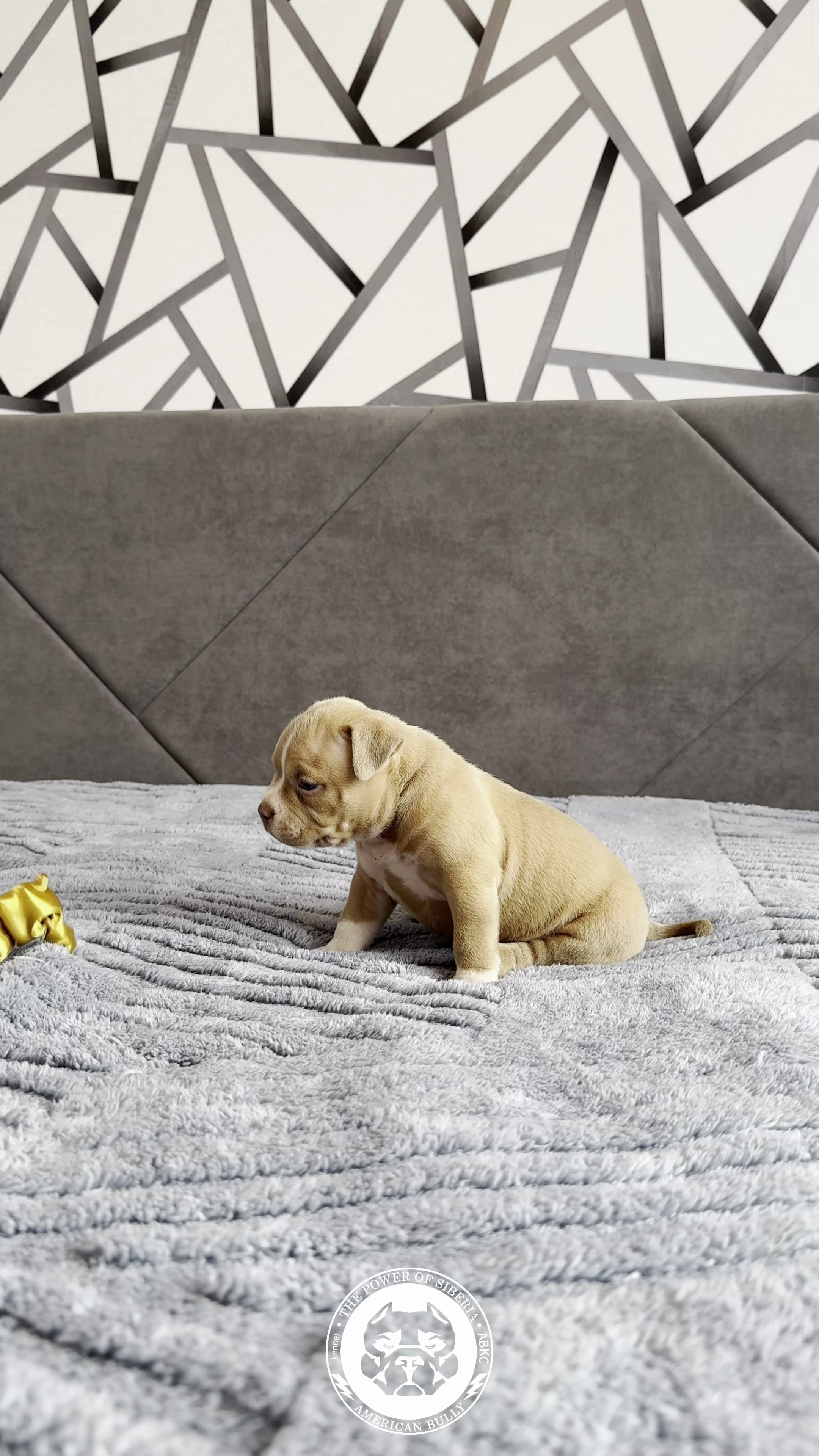 21.02.26-Мила-Турук. Американский Булли в г. Ростов-на-Дону. Питомник THE POWER OF SIBERIA