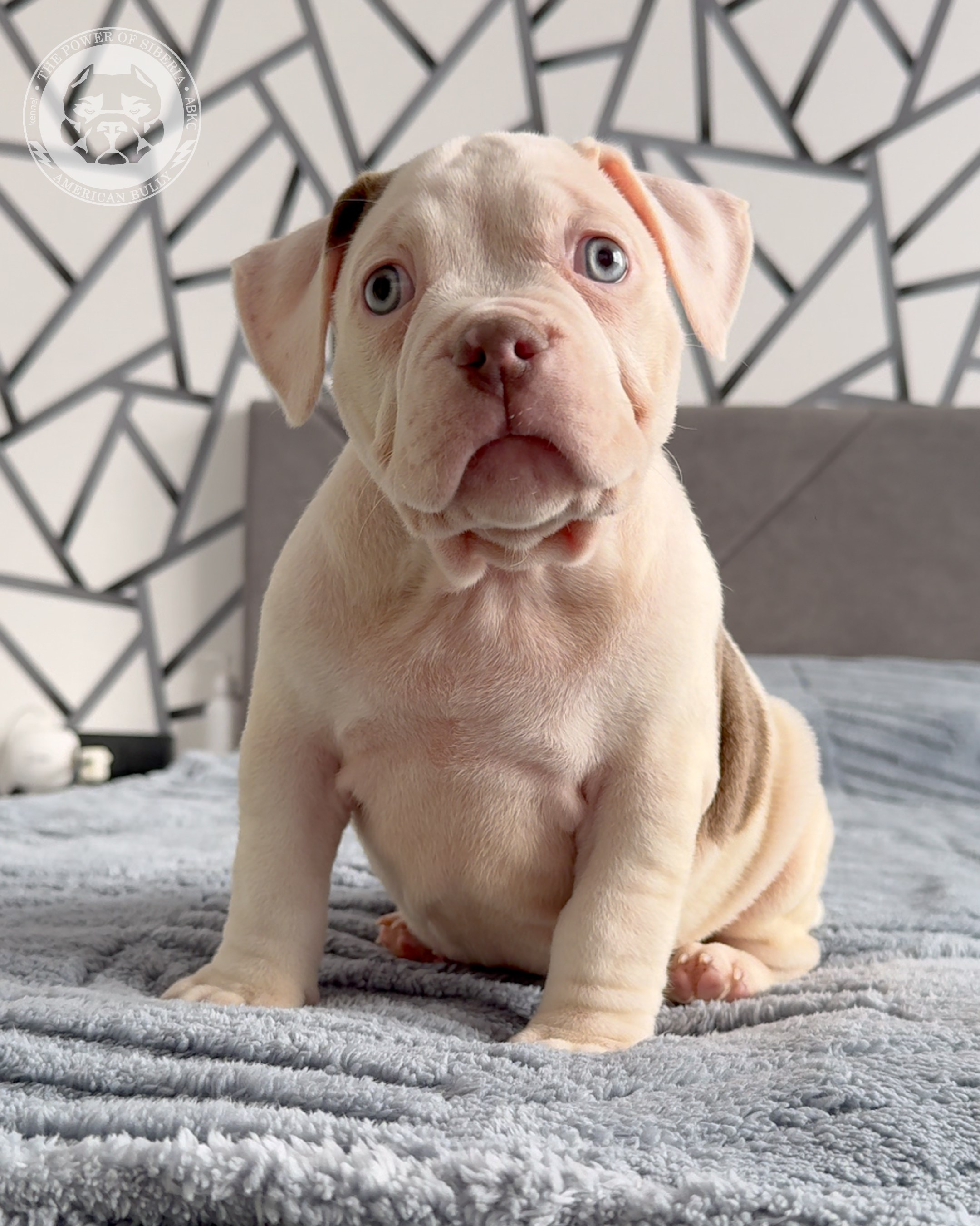 Свободные щенки Американский Булли, в типах покет, классик, стандарт. Американский Булли в г. Ростов-на-Дону. Питомник THE POWER OF SIBERIA