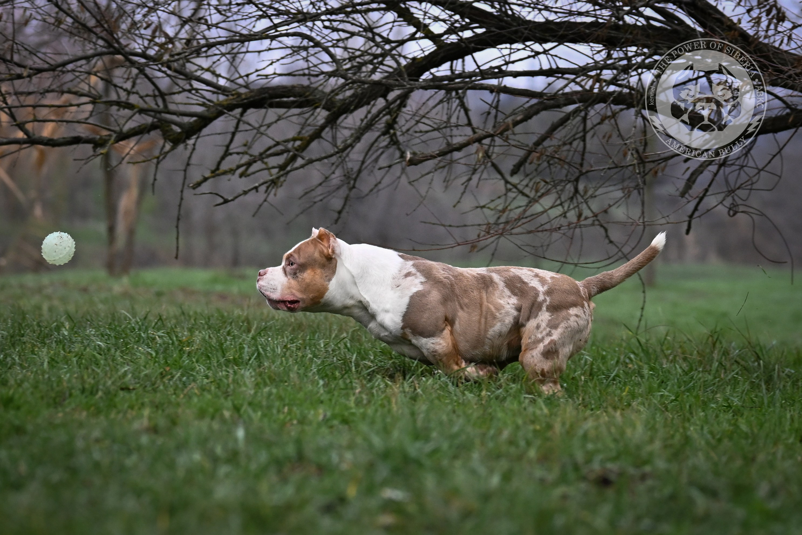 THE POWER OF SIBERIA SIMBA. Американский Булли в г. Ростов-на-Дону. Питомник THE POWER OF SIBERIA