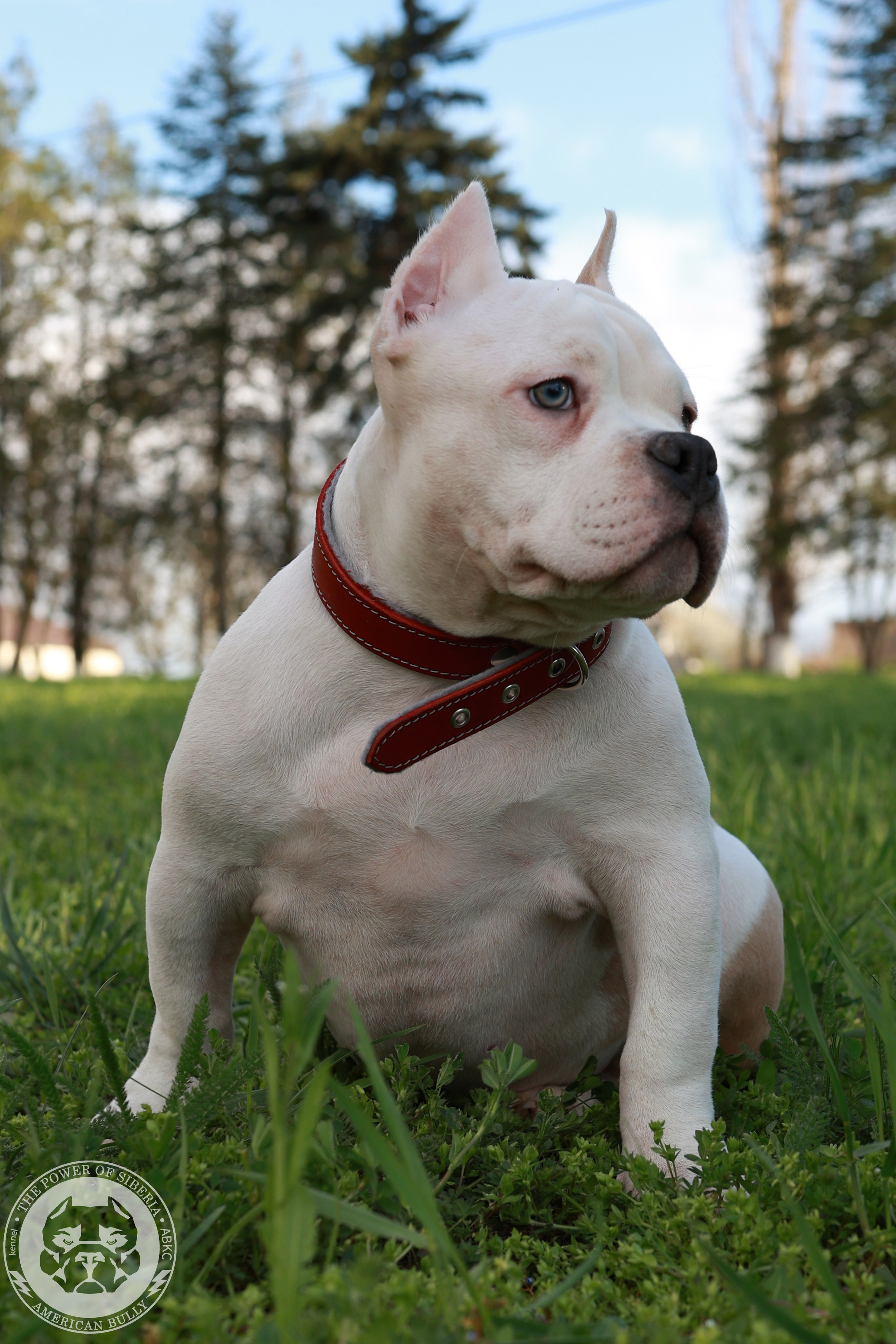 Свободные щенки Американский Булли, в типах покет, классик, стандарт. Американский Булли в г. Ростов-на-Дону. Питомник THE POWER OF SIBERIA