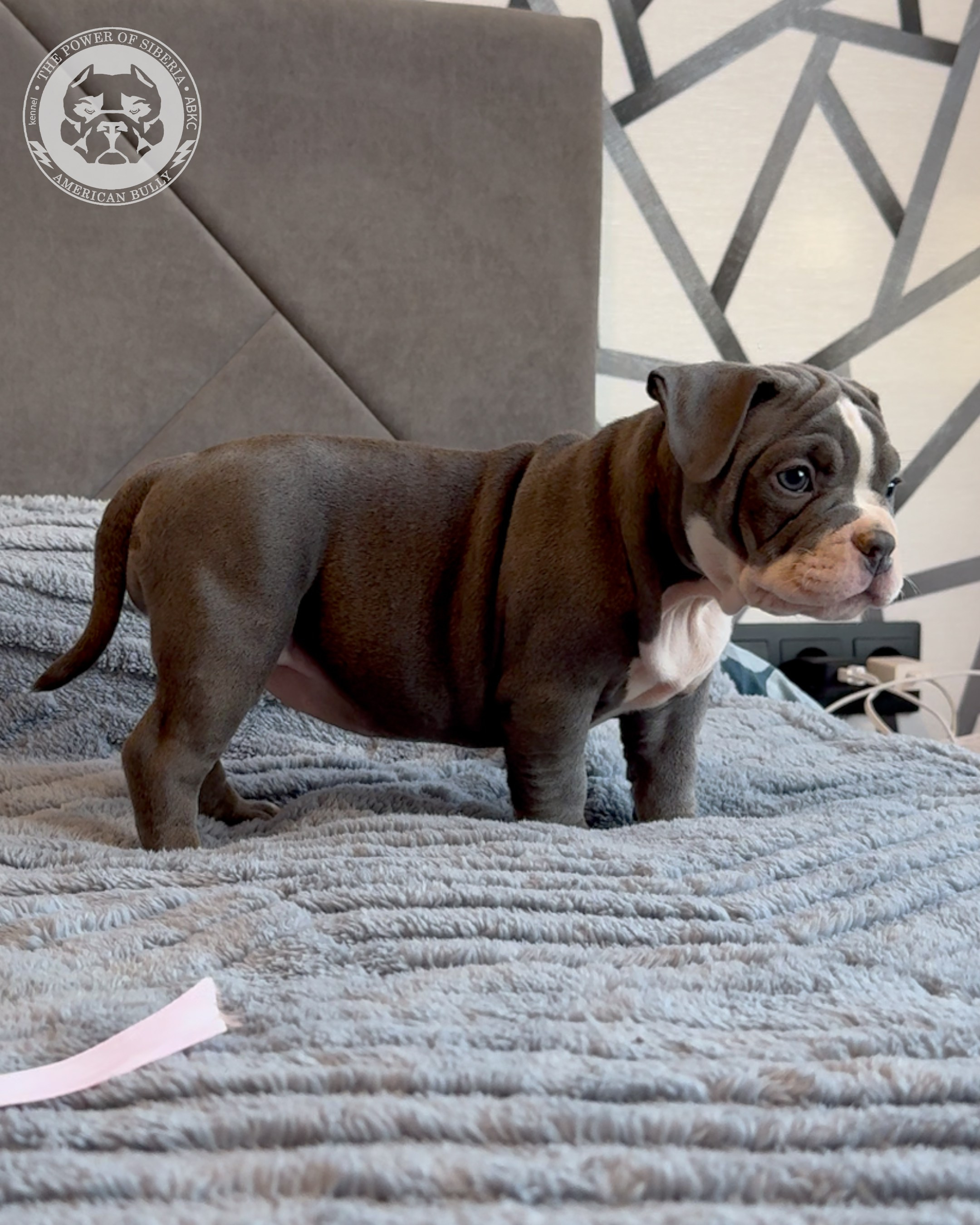 Свободные щенки Американский Булли, в типах покет, классик, стандарт. Американский Булли в г. Ростов-на-Дону. Питомник THE POWER OF SIBERIA