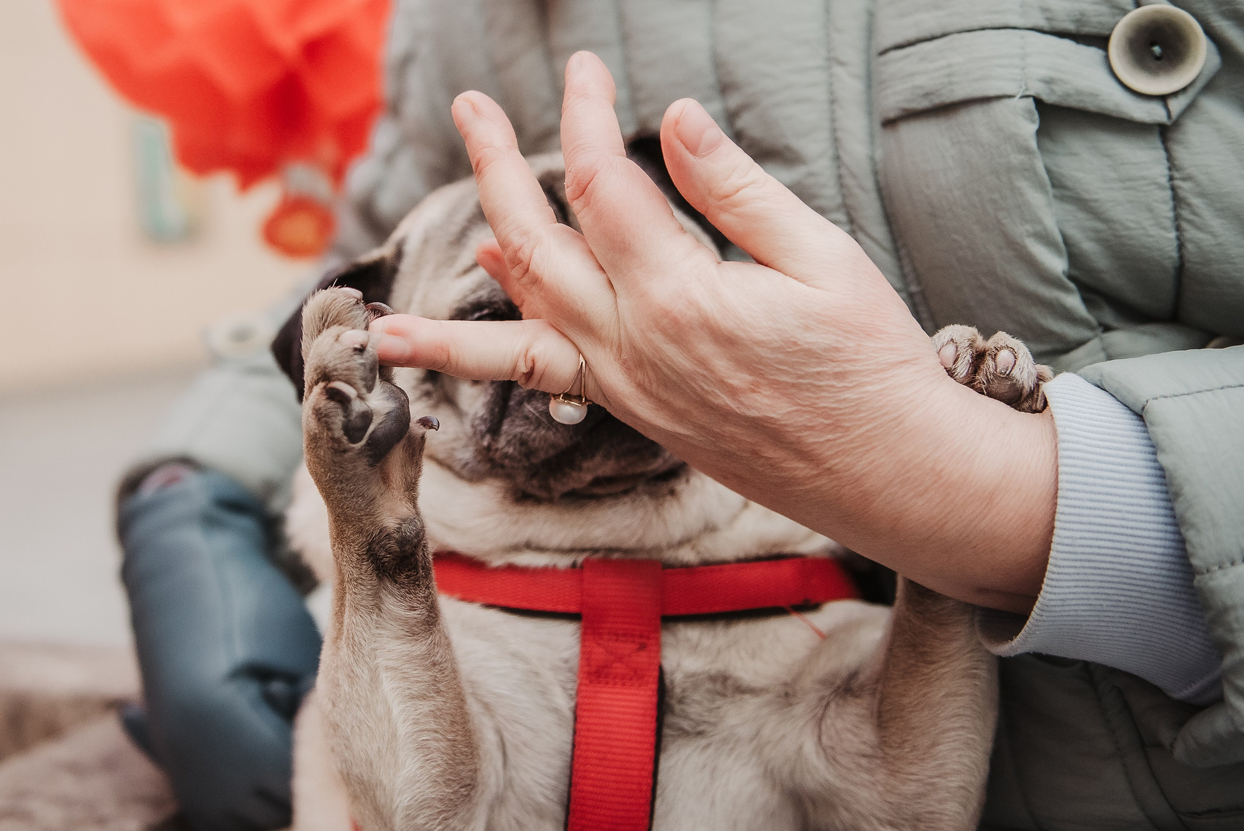 Ольга и Потапум. Прогулка к чайному дому. Семейный Фотограф в Москве Ирина Хохлова