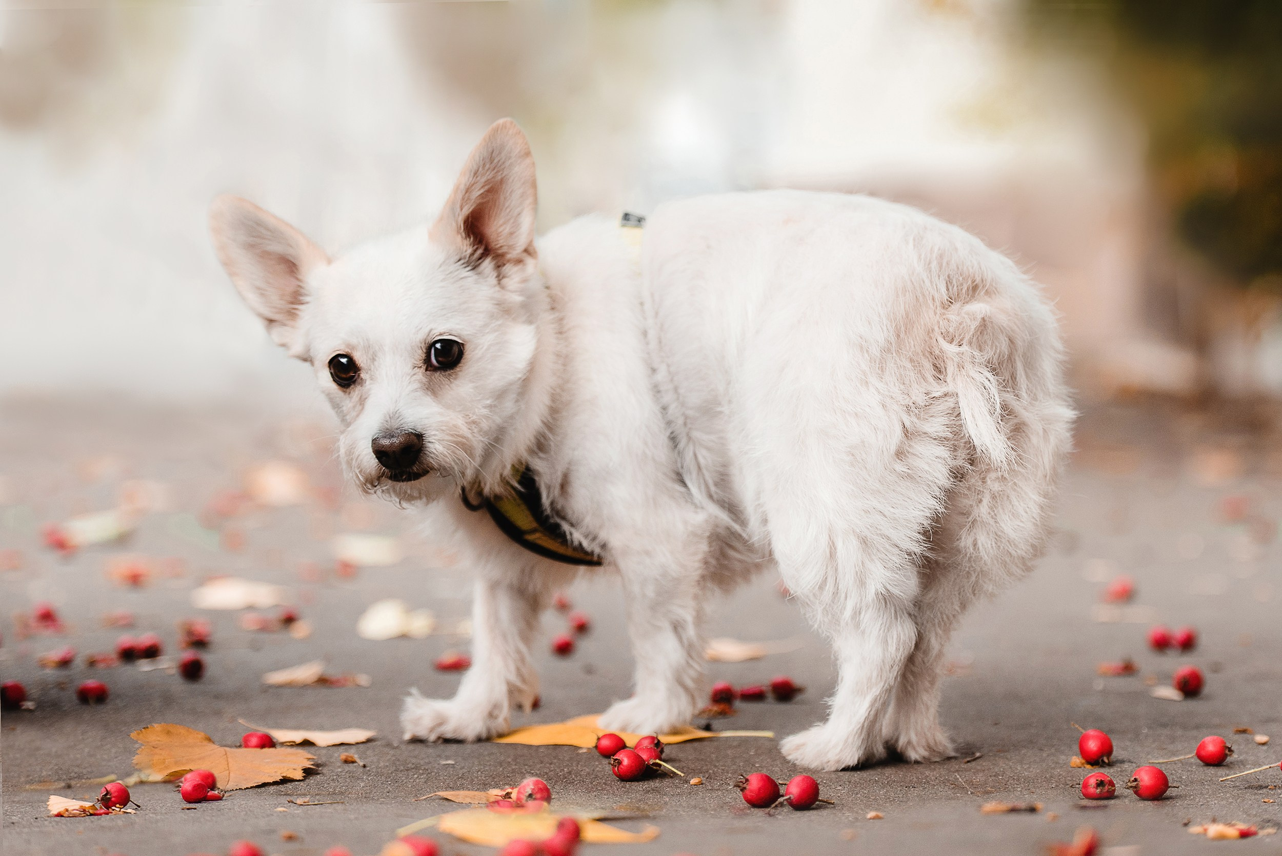 Оля и Бусинка. Семейный Фотограф в Москве Ирина Хохлова