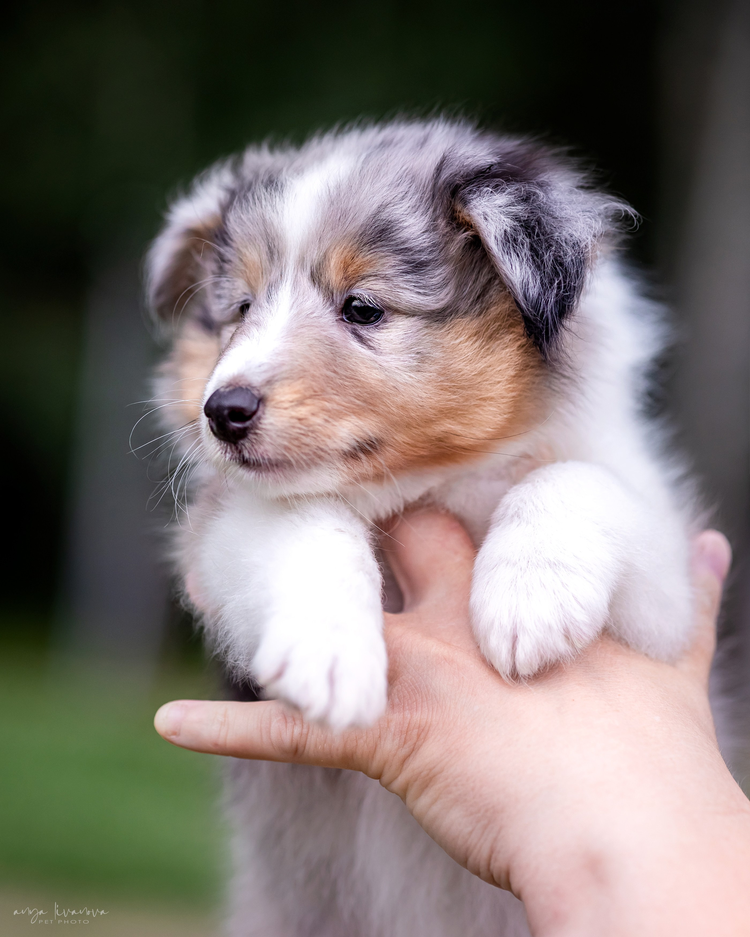 Шелти. Фотограф анималист Аня Ливанова | Рыбинск