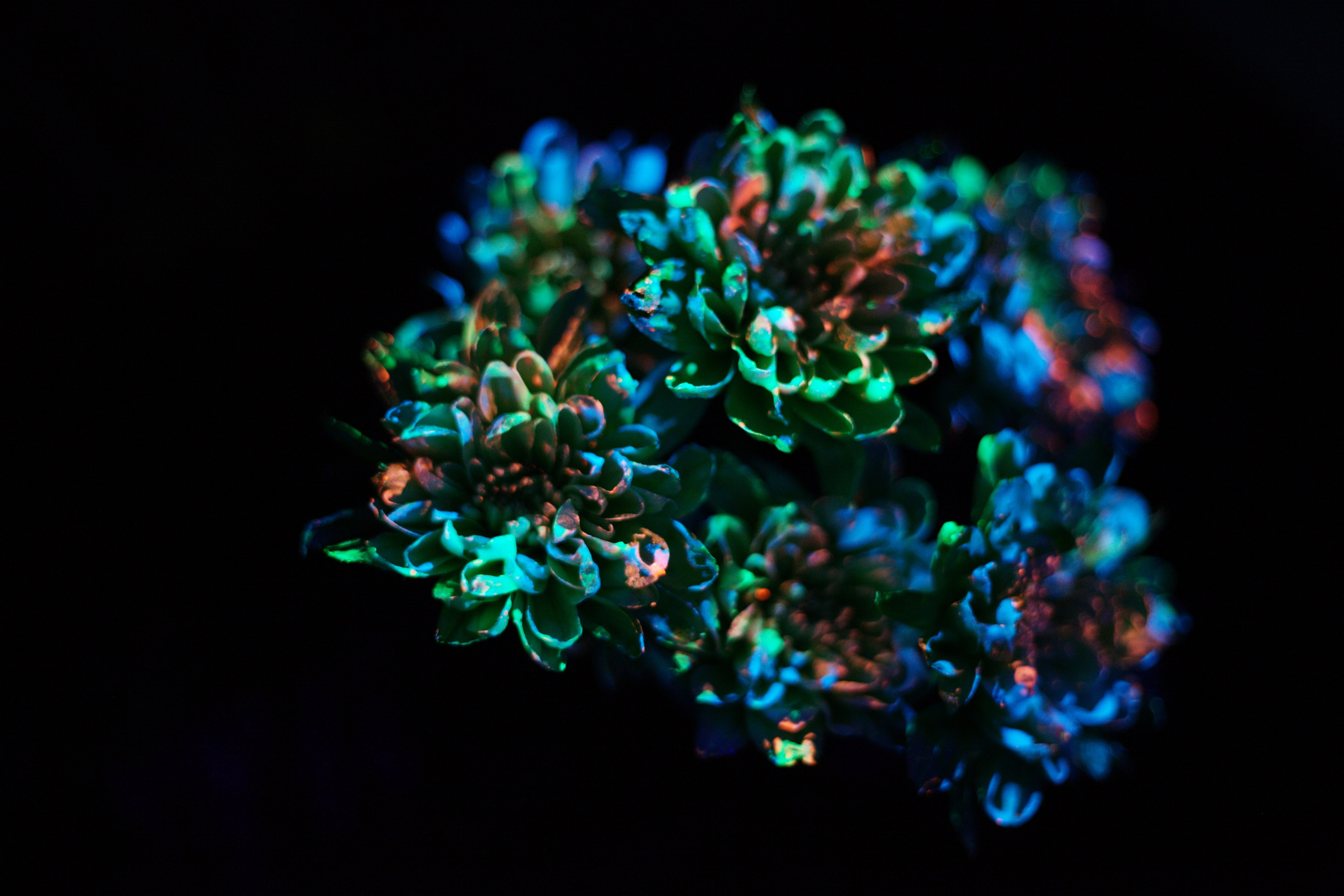 Светящиеся цветы | SVЕТЫ