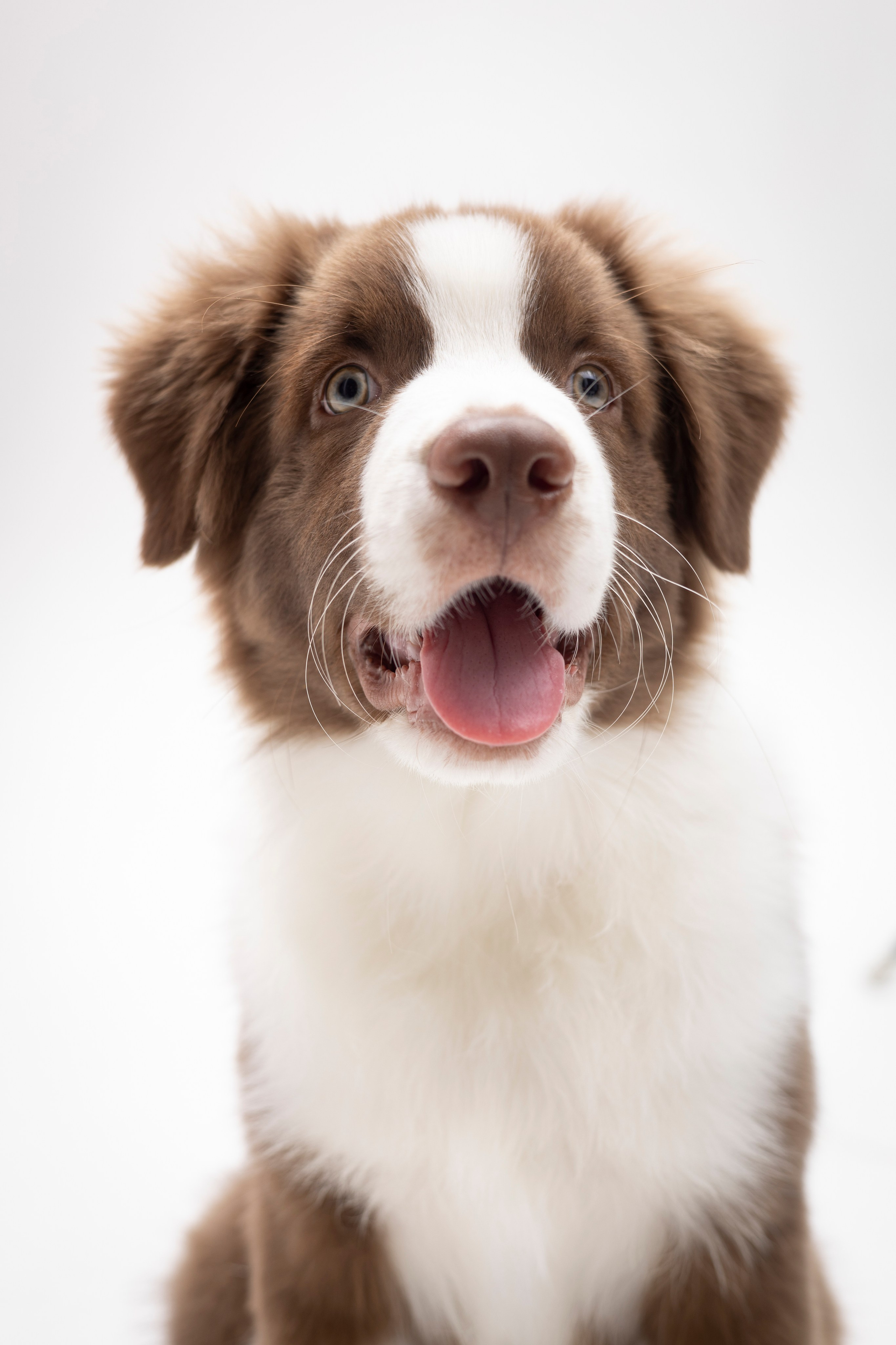 Дин, Австралийская Овчарка. Ирина Голомб|Фотограф-анималист в  Сочи и Калининграде