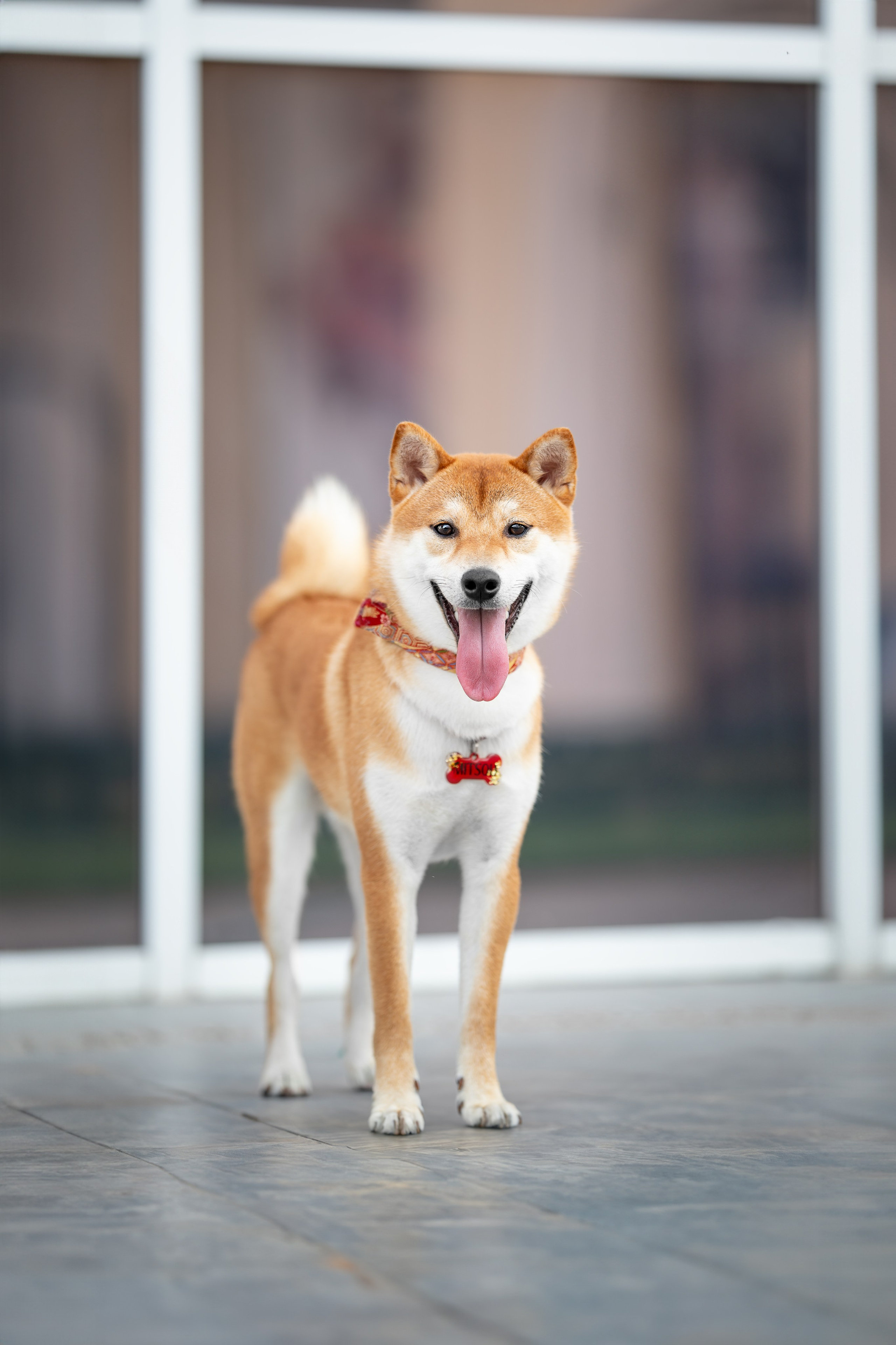 Митсоу, Сиба-Ину. Ирина Голомб|Фотограф-анималист в  Сочи и Калининграде