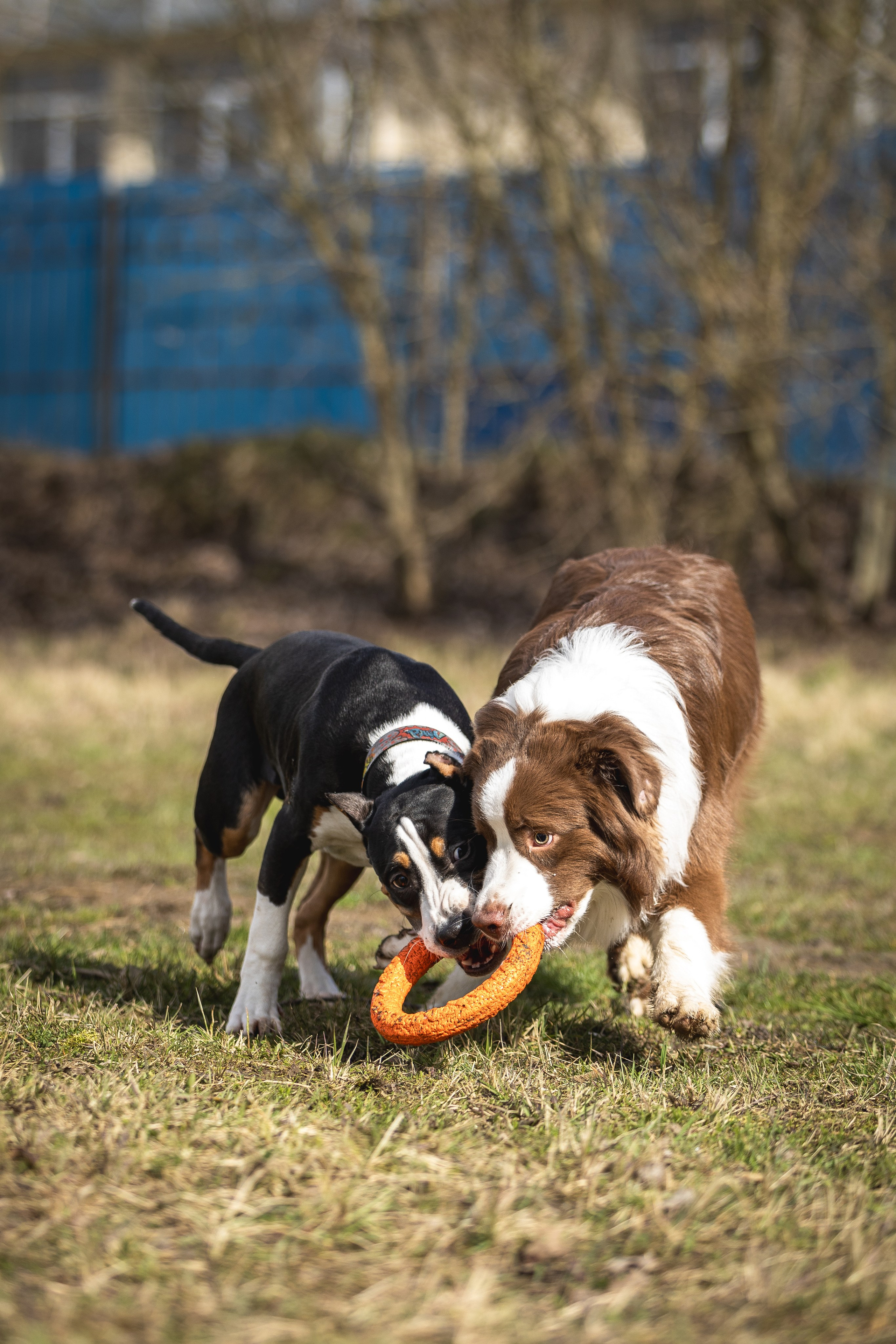 Догтуса 24.03.2024. Ирина Голомб|Фотограф-анималист в  Сочи и Калининграде