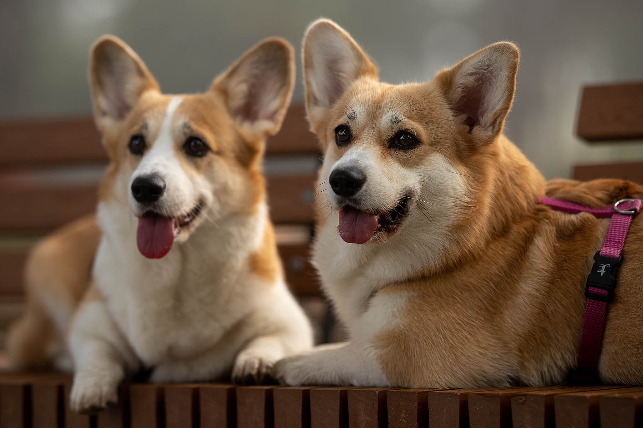 Лиса и Деви, корги. Ирина Голомб|Фотограф-анималист в  Сочи и Калининграде