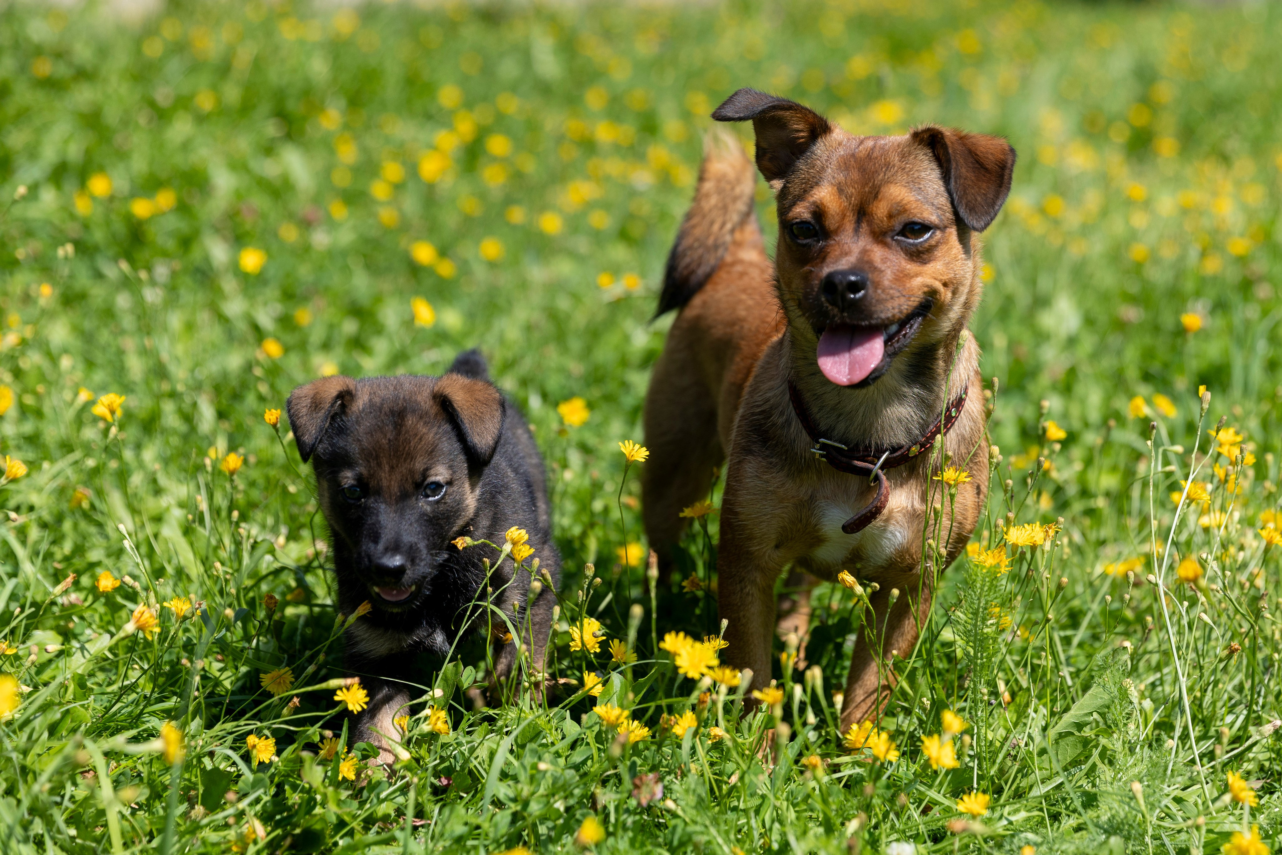 Бездомыши. Фотограф 📸 семейный, предметный, репортажный