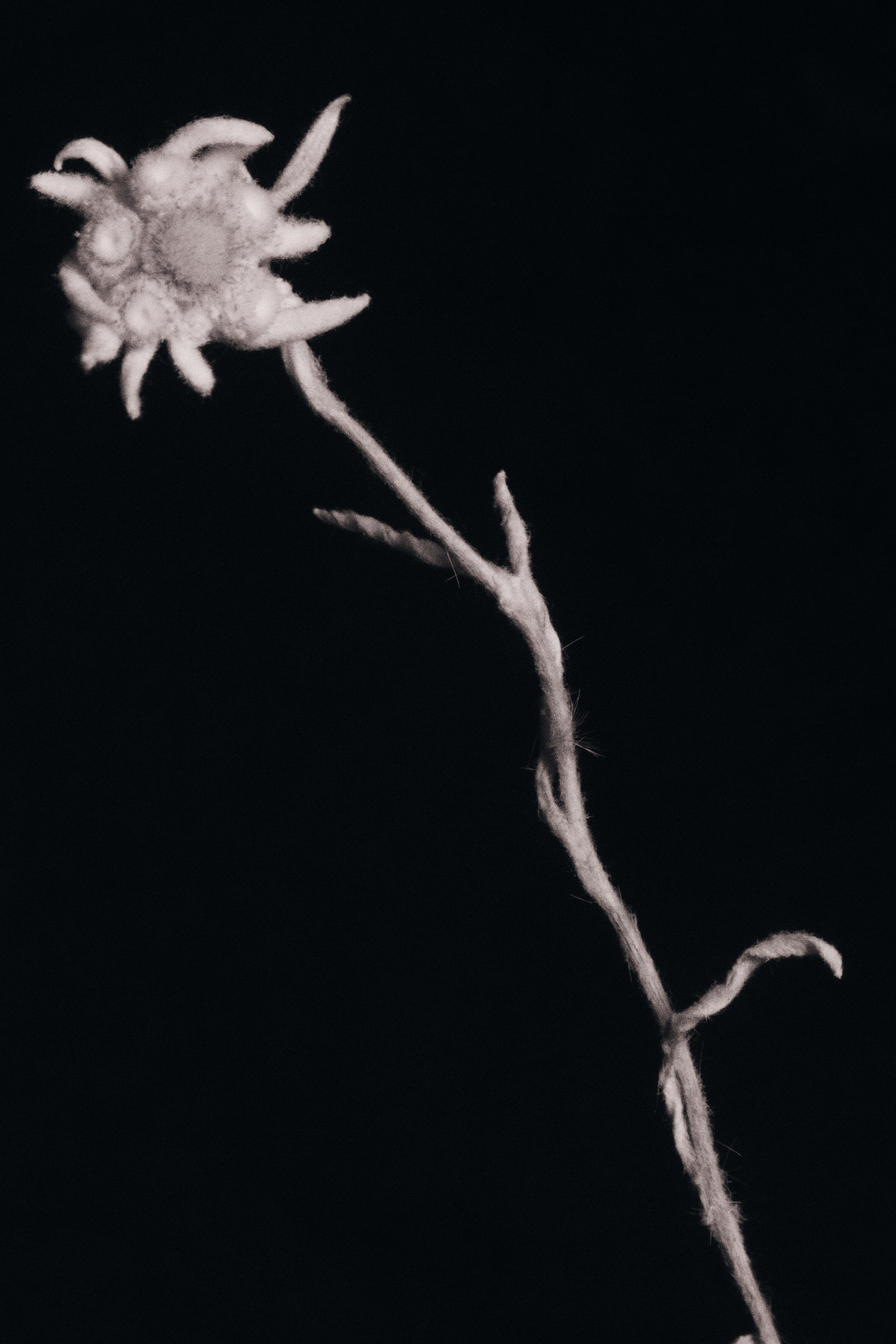 ЦВЕТЫ. Фотограф в Алматы Артемий Матюнин