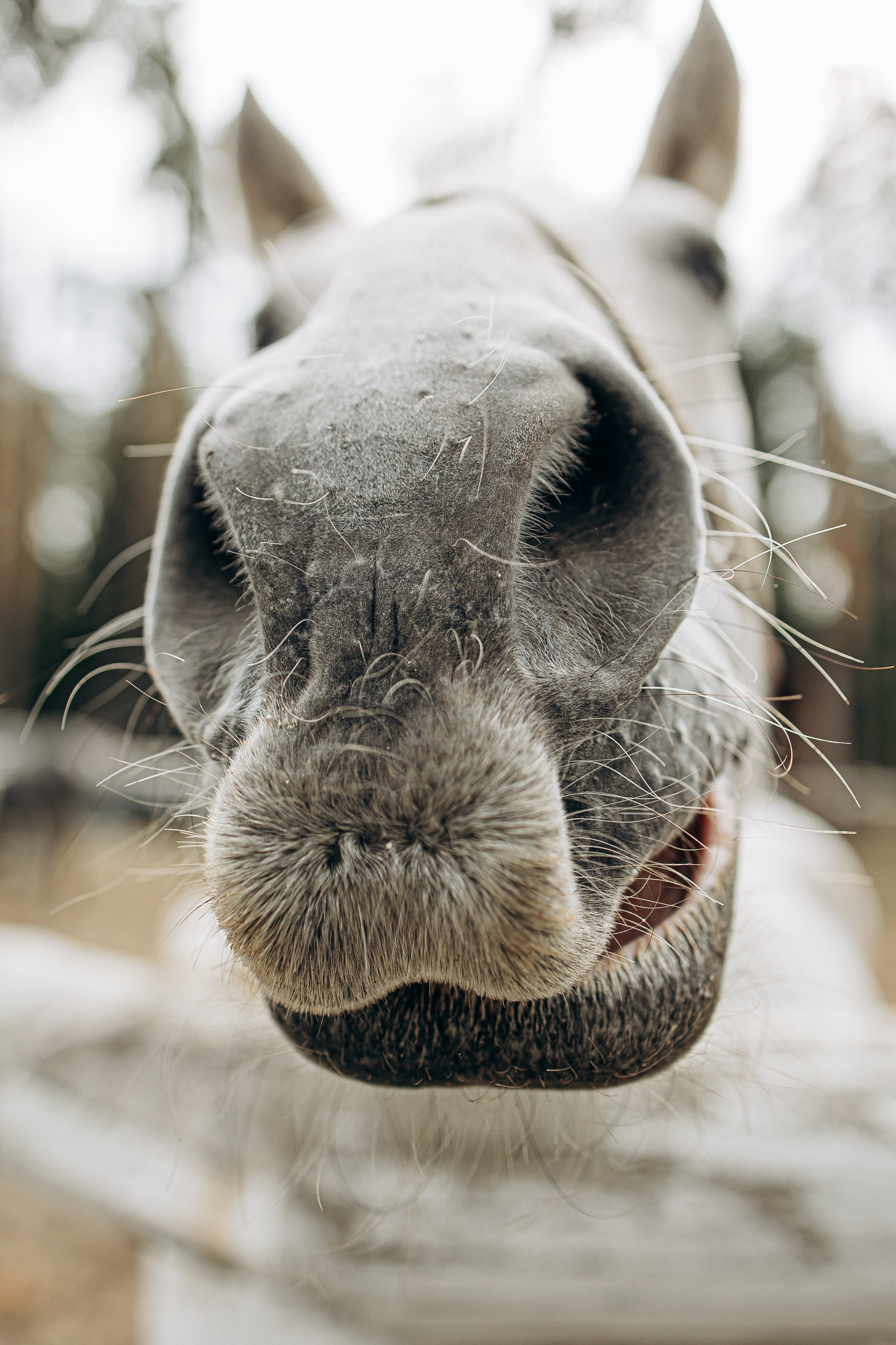 Лошади. Ваш фотограф в Москве и области Юлия