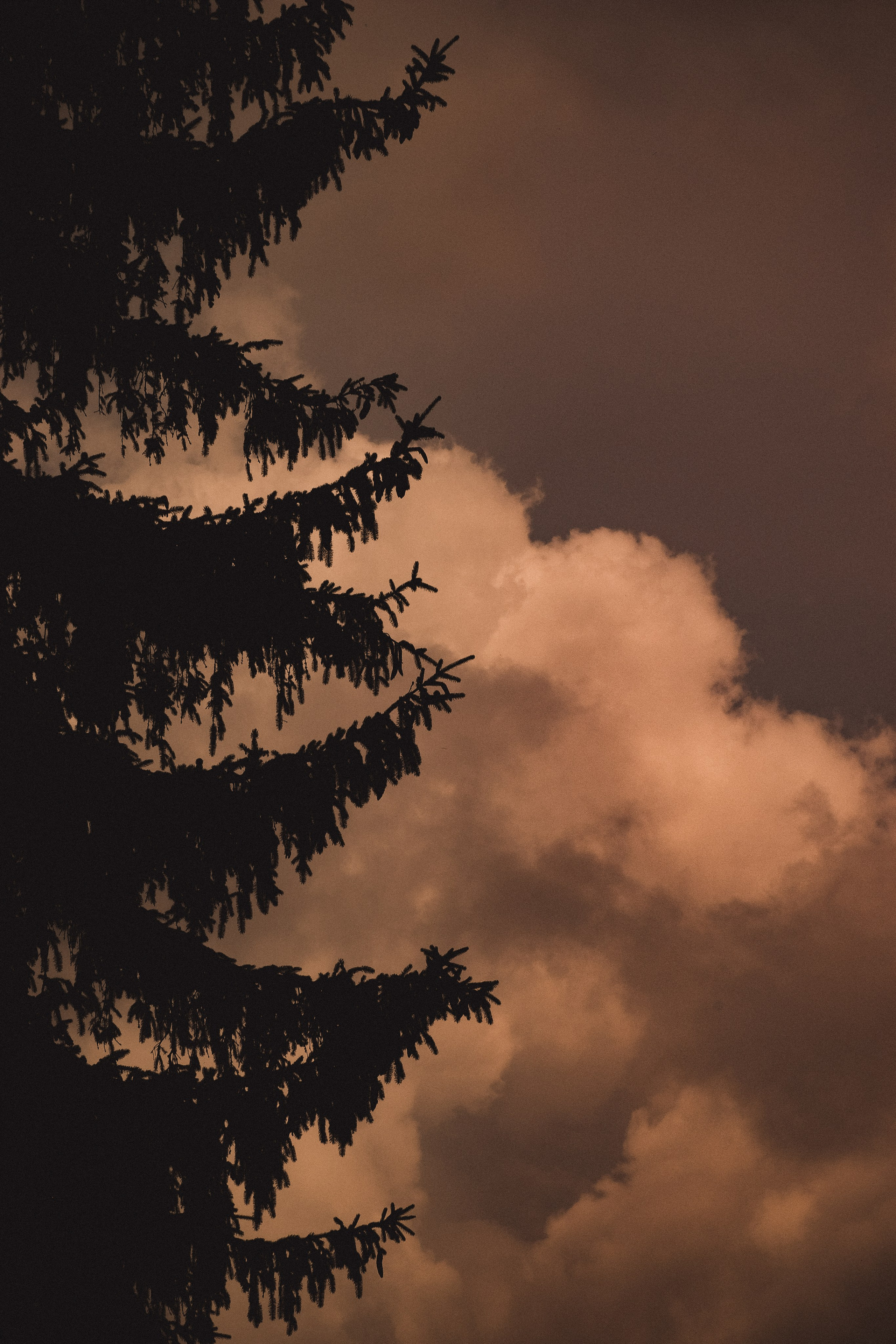 С Е П И Я. — Digital Noise —