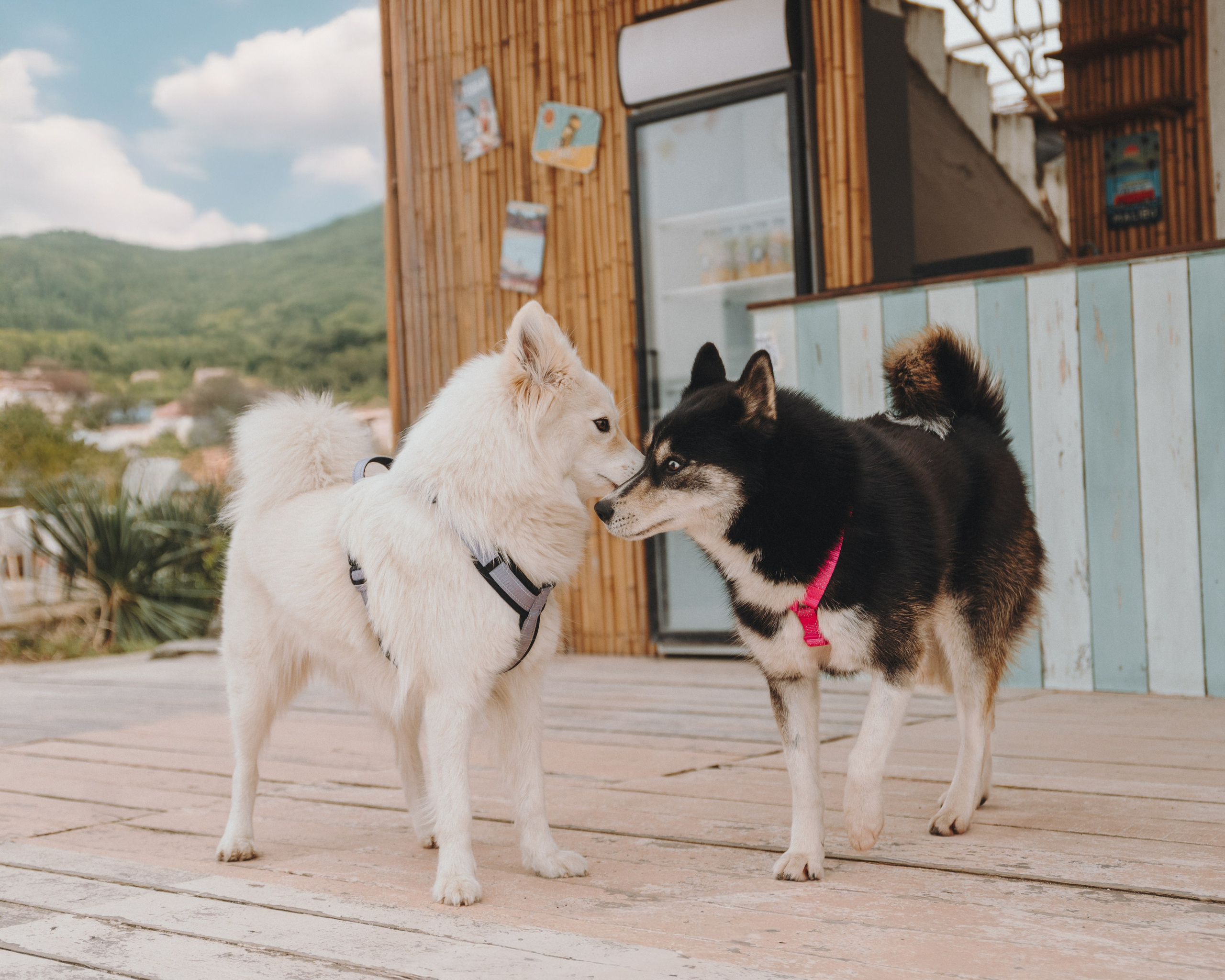 Животные. Фотограф Сочи-Краснодар