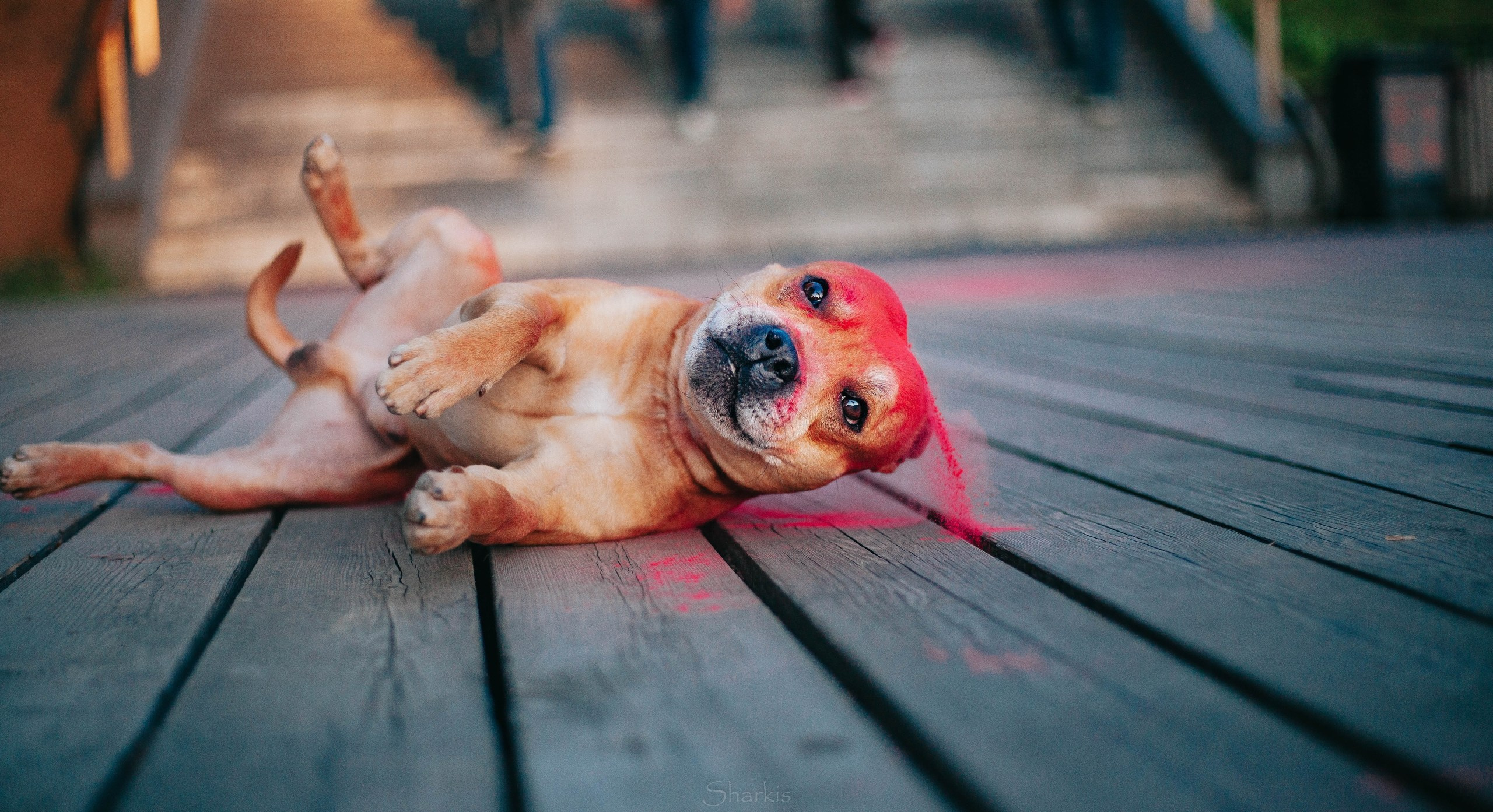 Шмель и Дрель. Фотограф Елизавета Филатова