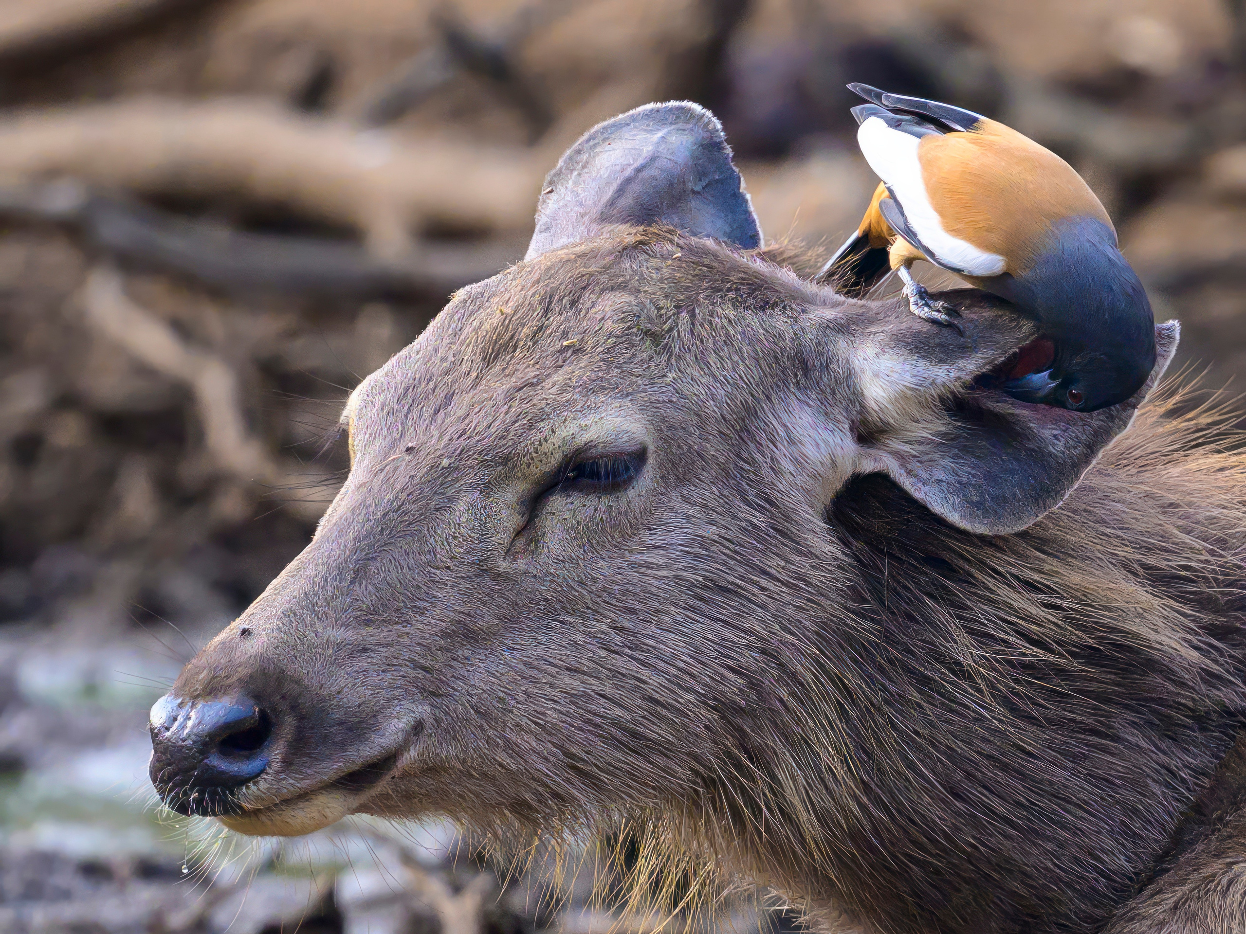 Раджастан, Индия. Wildlife photography by Sergey Puponin