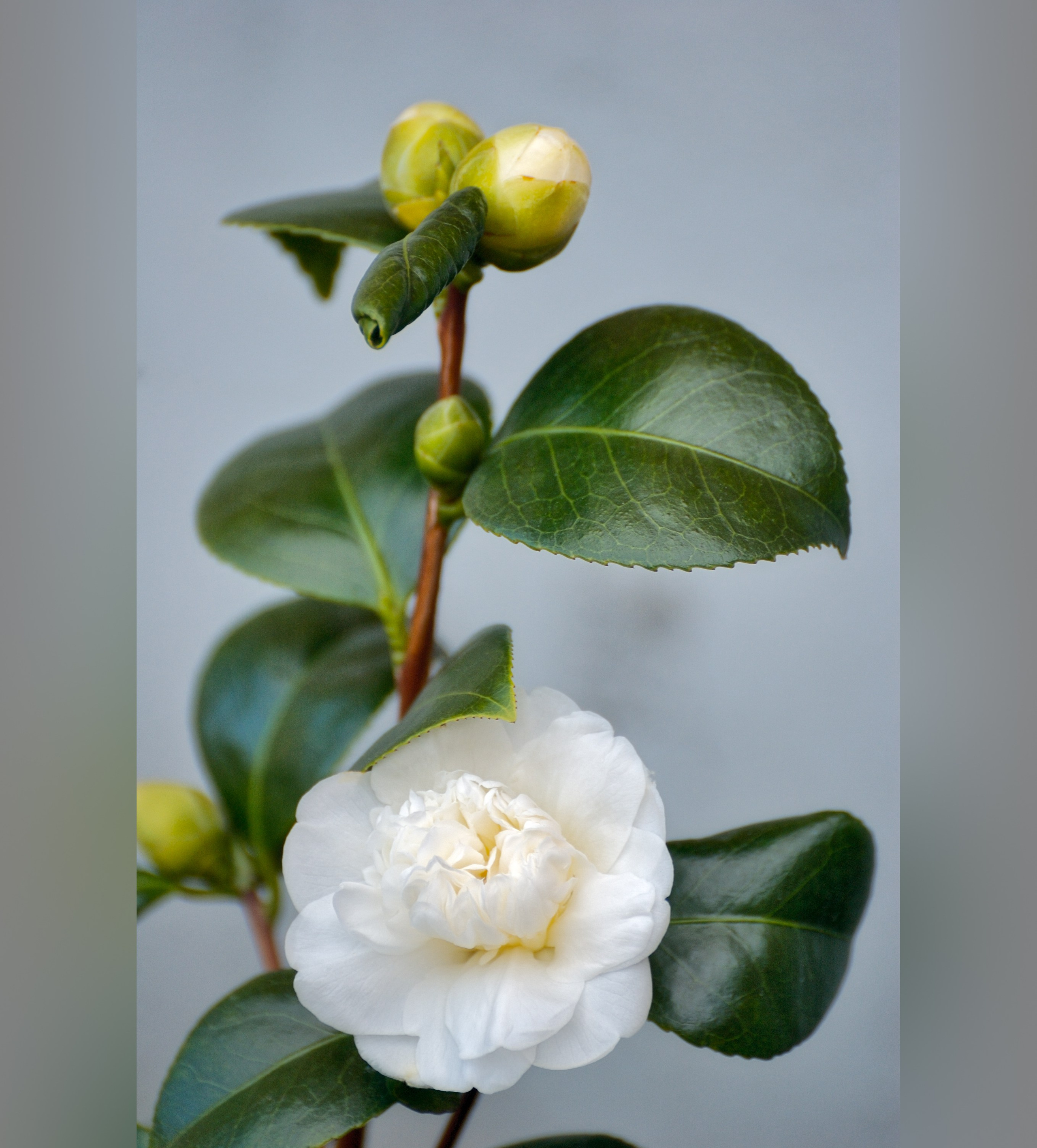 Весна. Пейзажный и предметный фотограф в Санкт-Петербурге Александр Богданов