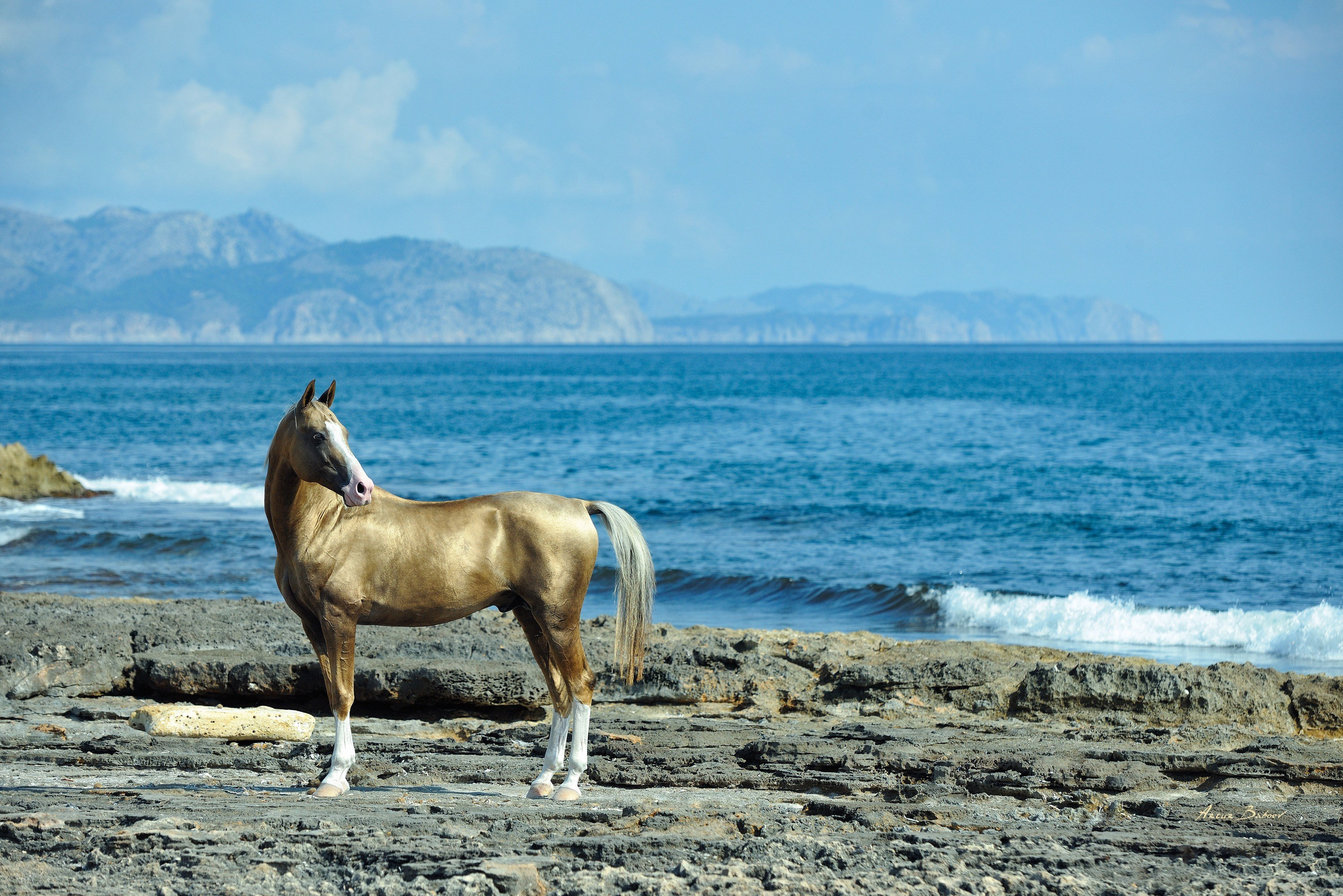 Gallery. Art photos of horses — ARTUR BABOEV | Photographer